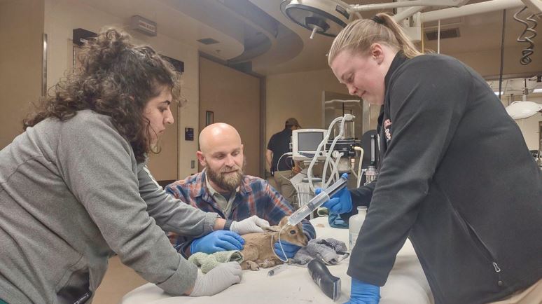 Kaitlyn Trail at the San Diego Zoo helps with a Nubian ibex in the hospital.
