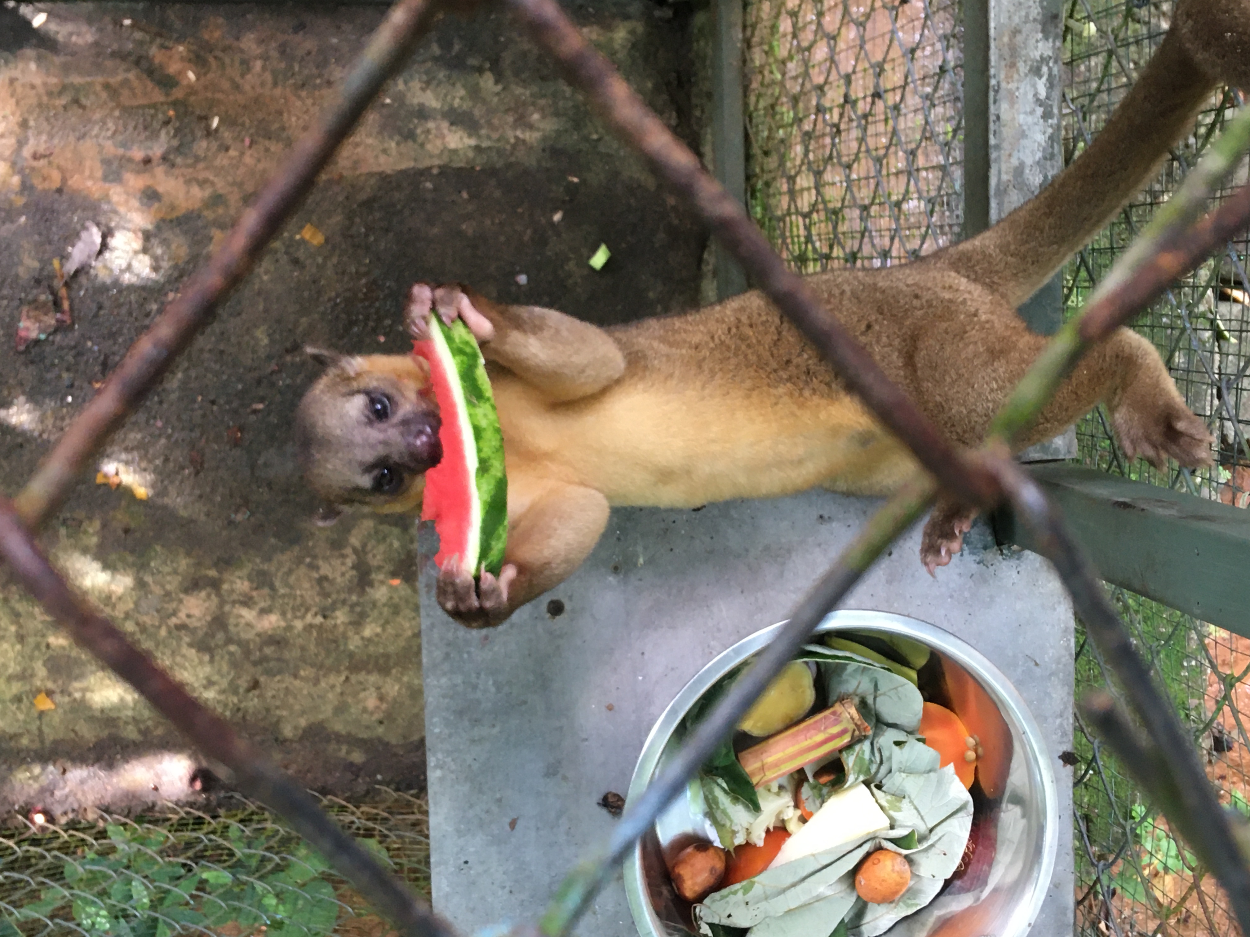 A Kinkajou shown eating a watermelon in an enclosure.