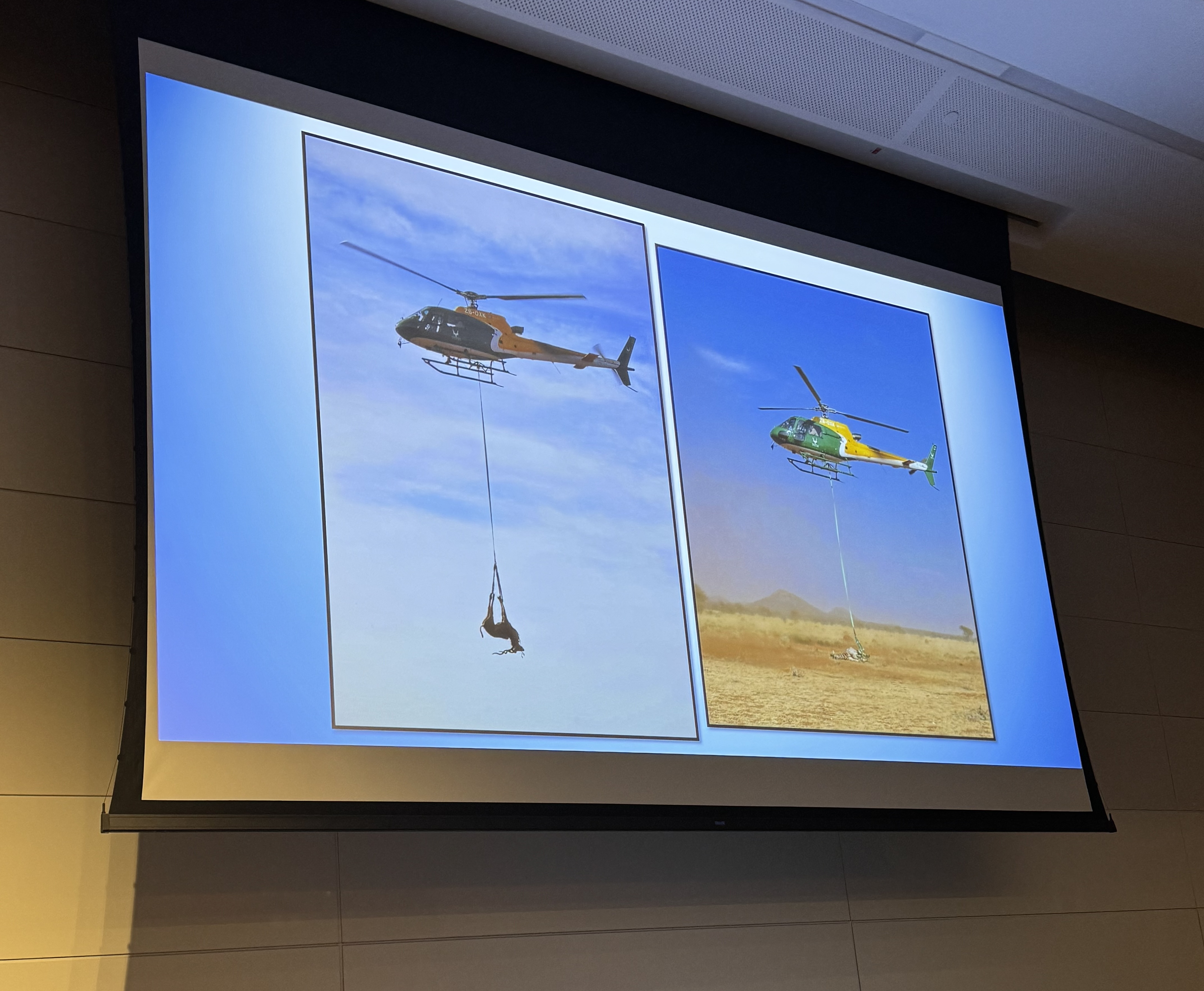 A slide from the Markus Hofmeyr lecture showing wildlife translocation using helicopters.