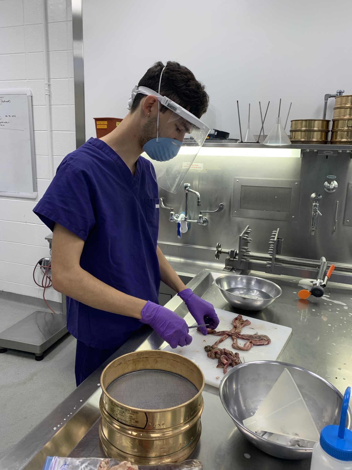 Processing canid gastrointestinal tracts for parasite surveillance. Photo: Kayla Garrett