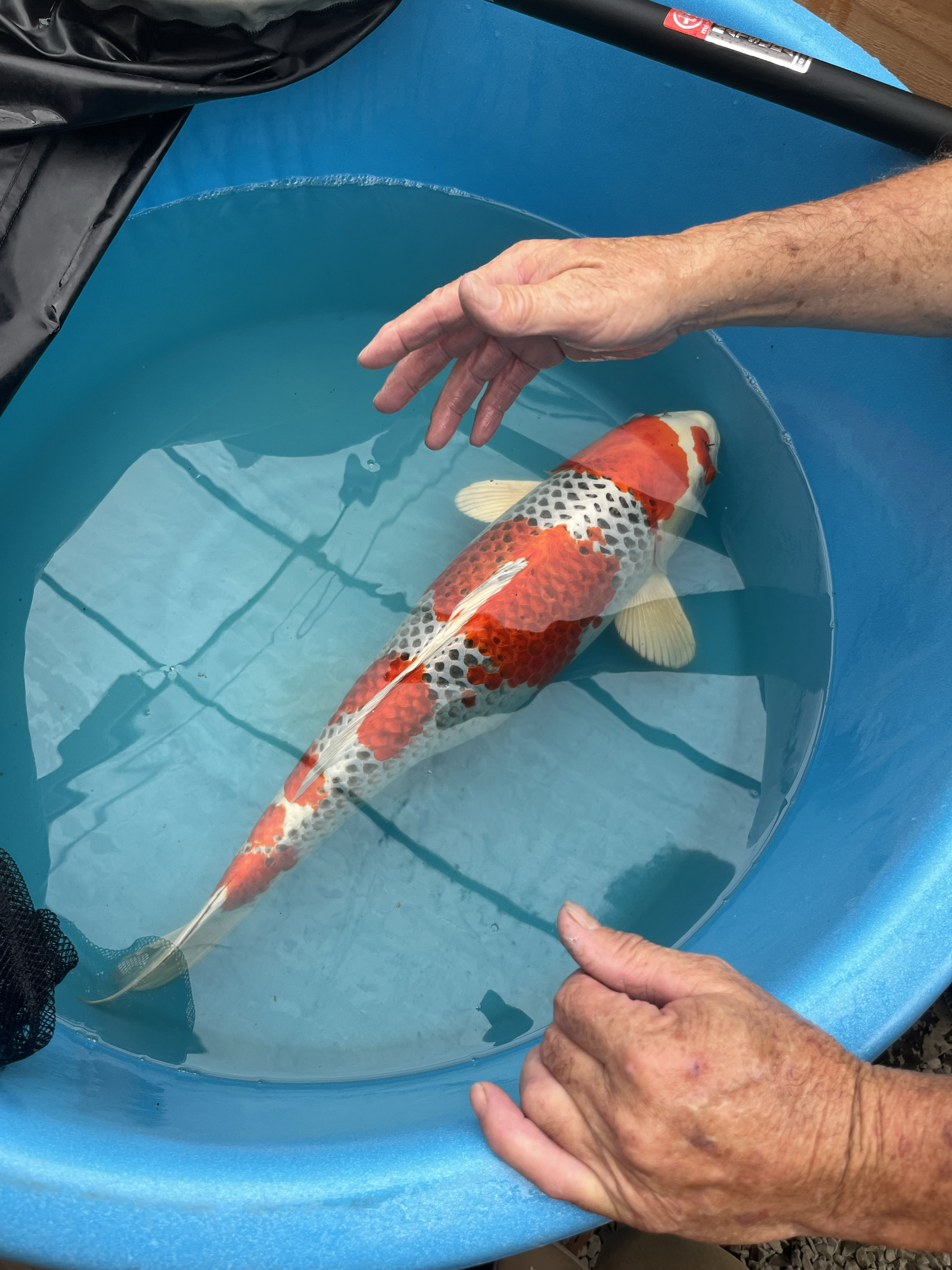 A newly arrived koi getting tested for koi herpesvirus.
