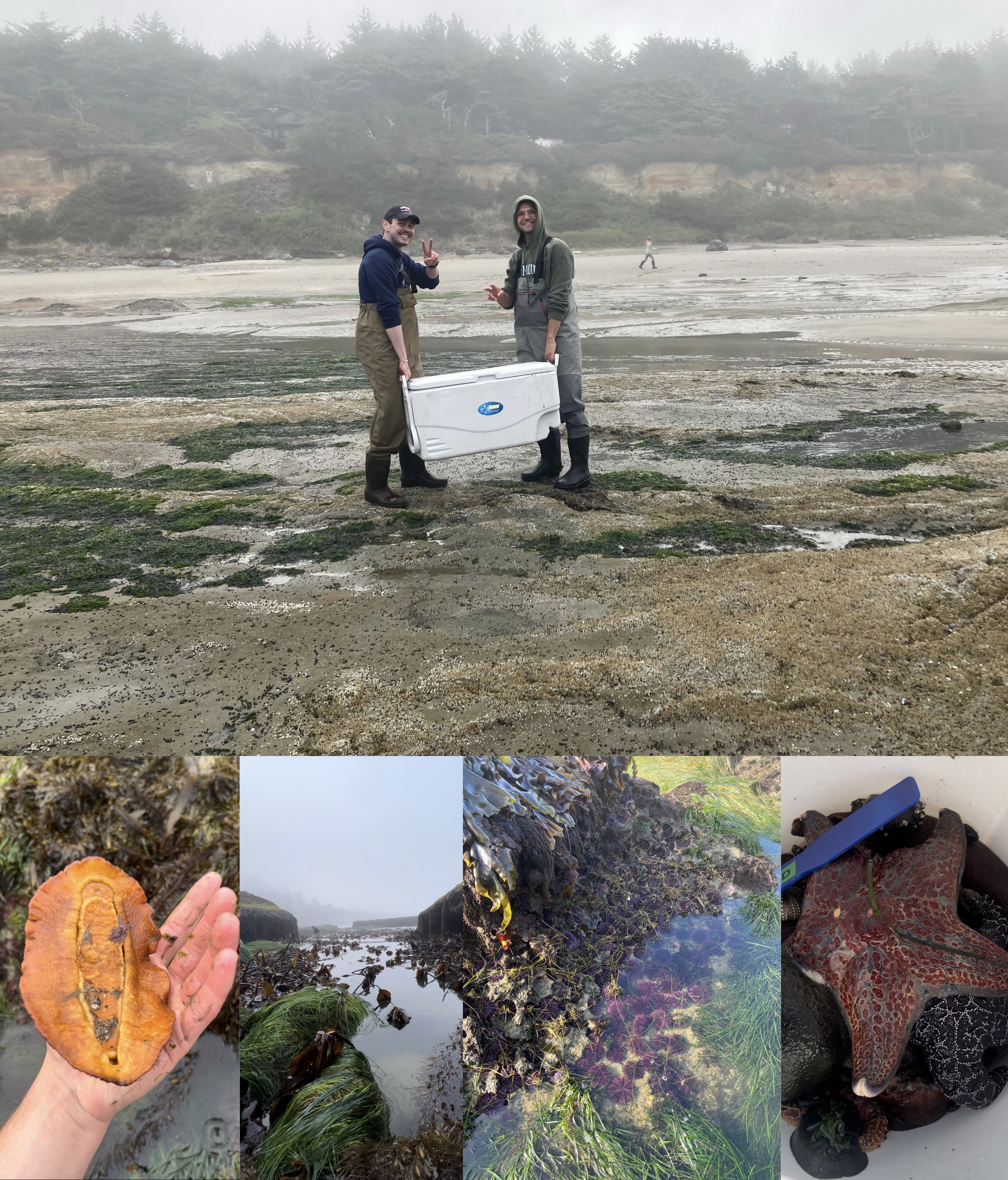 Tidepool collage for Adam Frosolone Student Blog