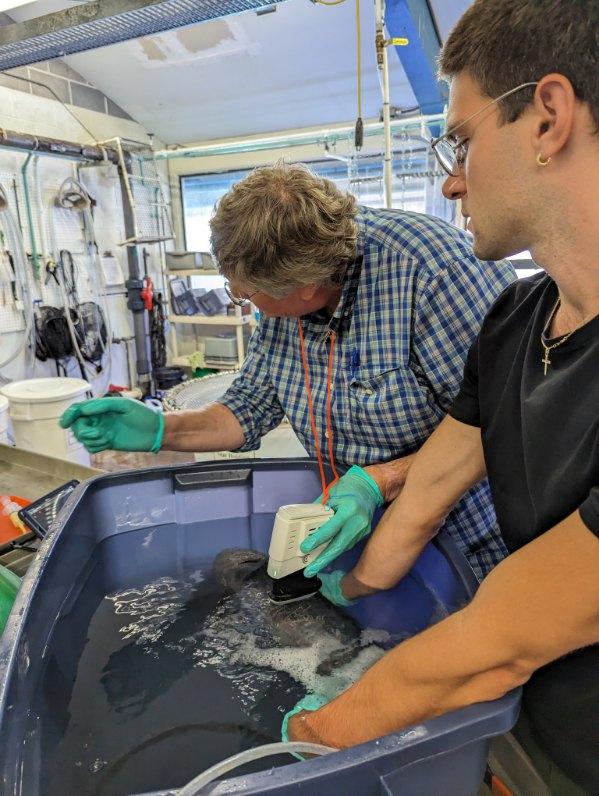 Performing an ultrasound on a wolf eel.