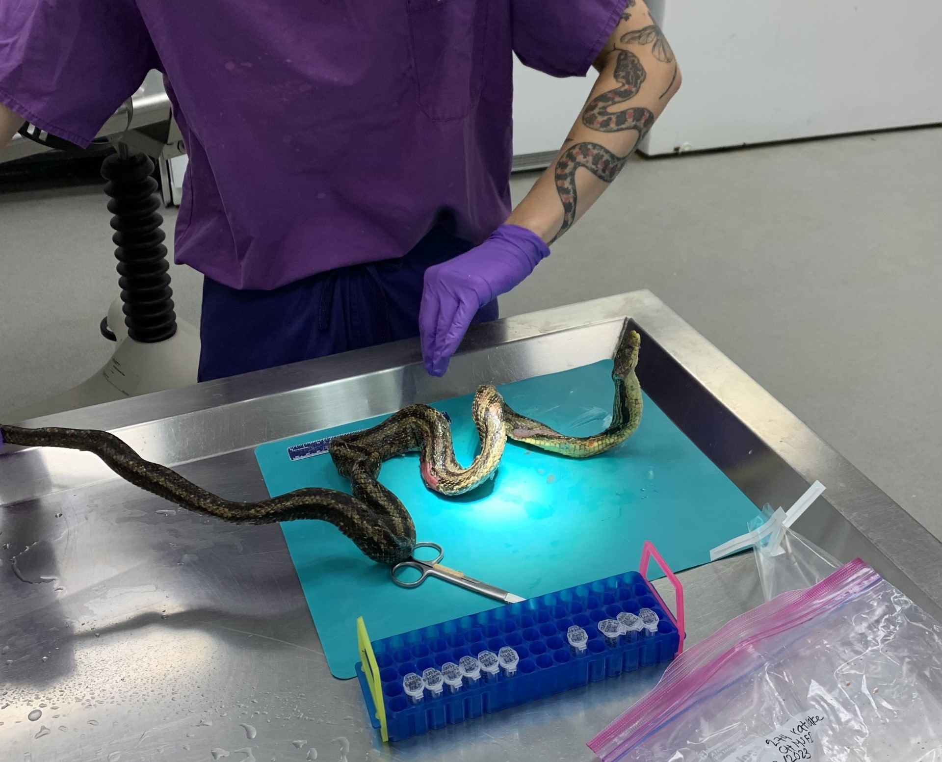 Wild snake necropsy for multi-pathogen surveillance research. Photo: Jack Timmons