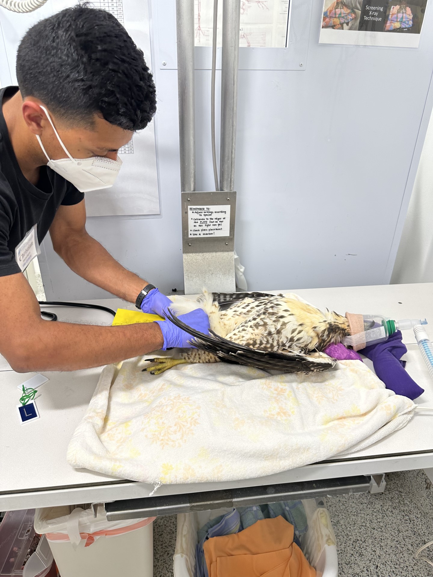 Christian Mazariegos cares for an injured Red-tailed Hawk.