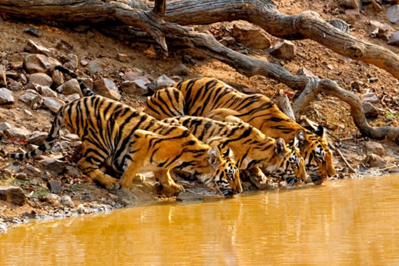 Three tigers drinking from the river