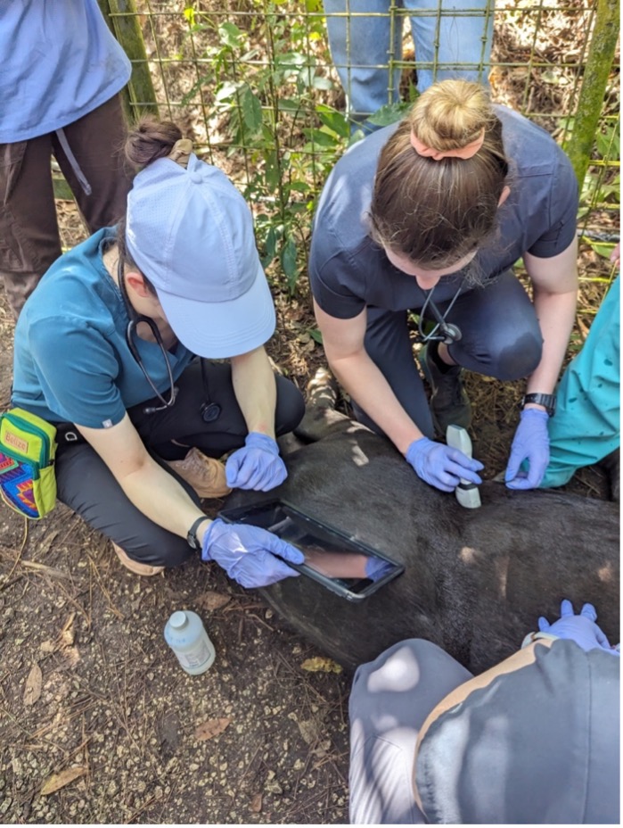 Kate Alexy (Class of ’26) and Dr. Jimenez performing an ultrasound on a tapir