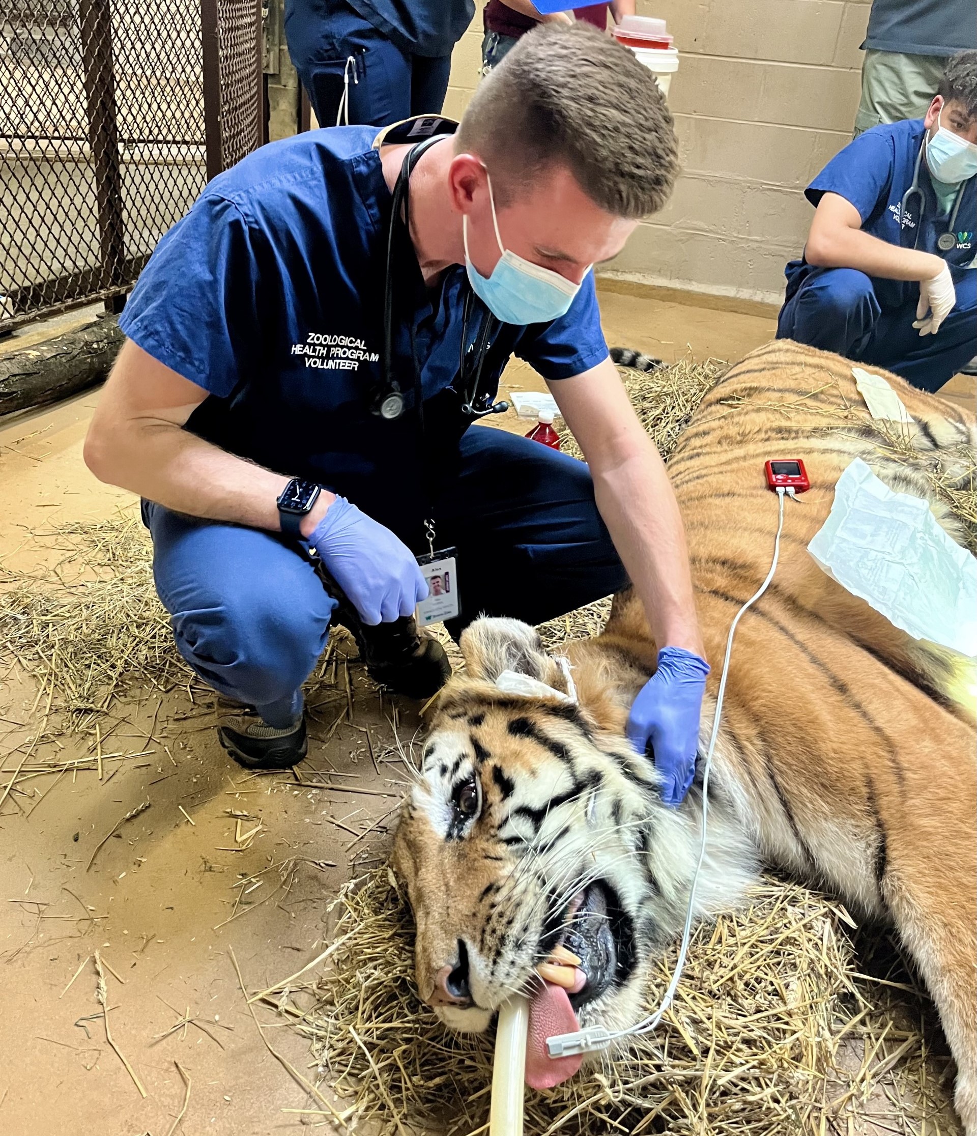 Alexander Levitskiy examines a sedated Amur tiger.