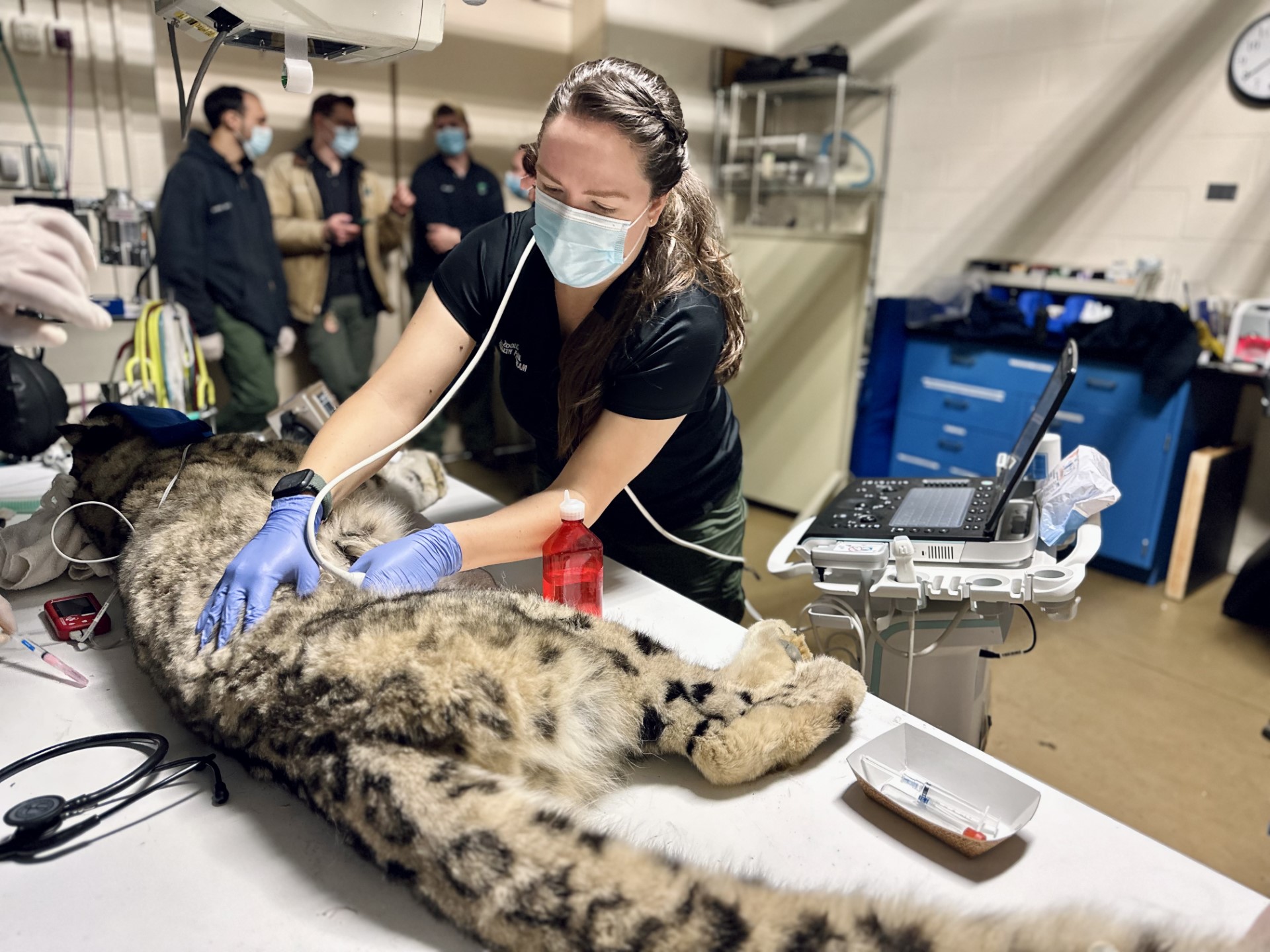 Second-year veterinary resident, Dr. Catherine Bartholf, performing an ultrasound on a snow leopard.  Photo: Alexander Levitskiy