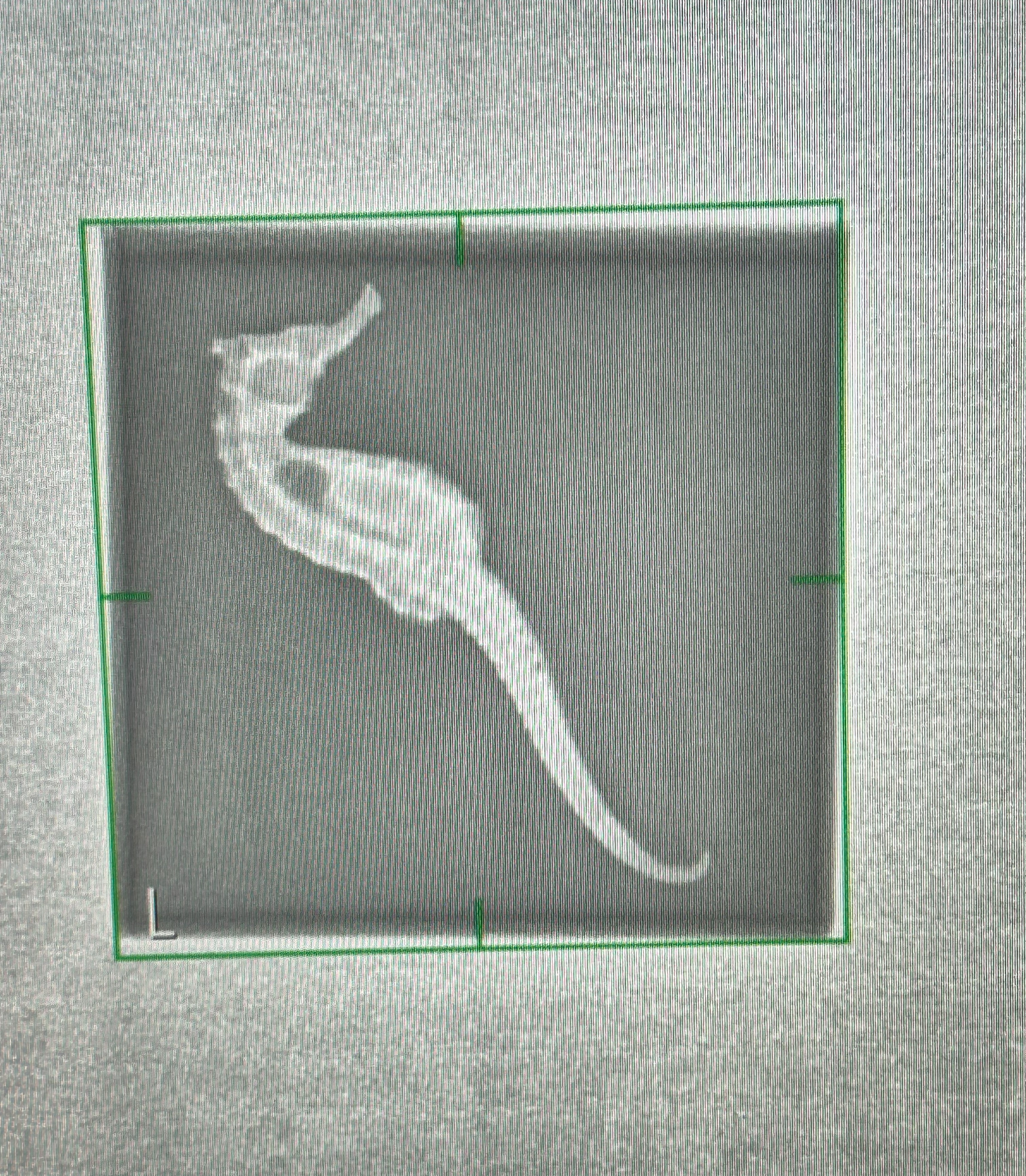 Image of seahorse