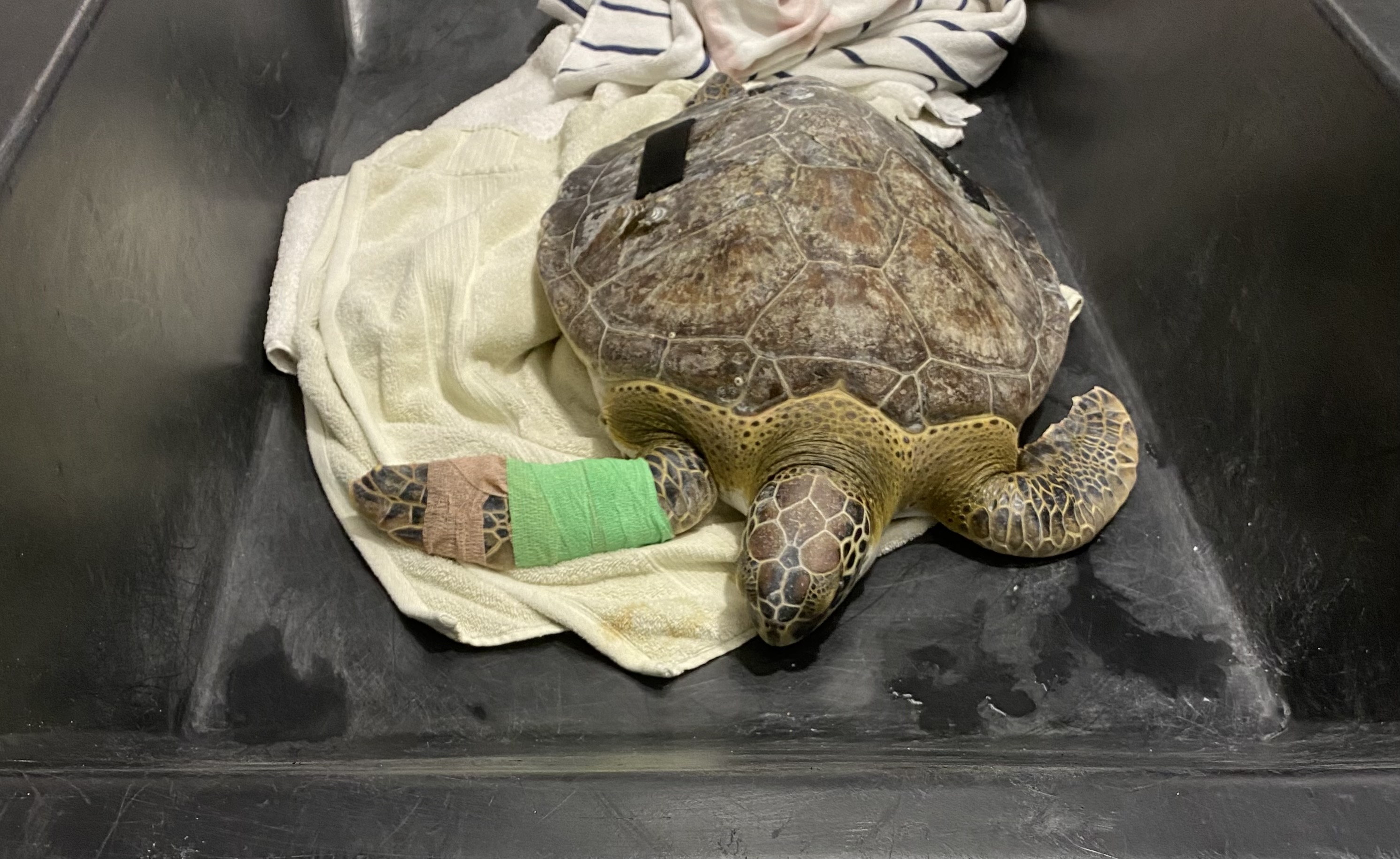 A sea turtle receiving treatment.