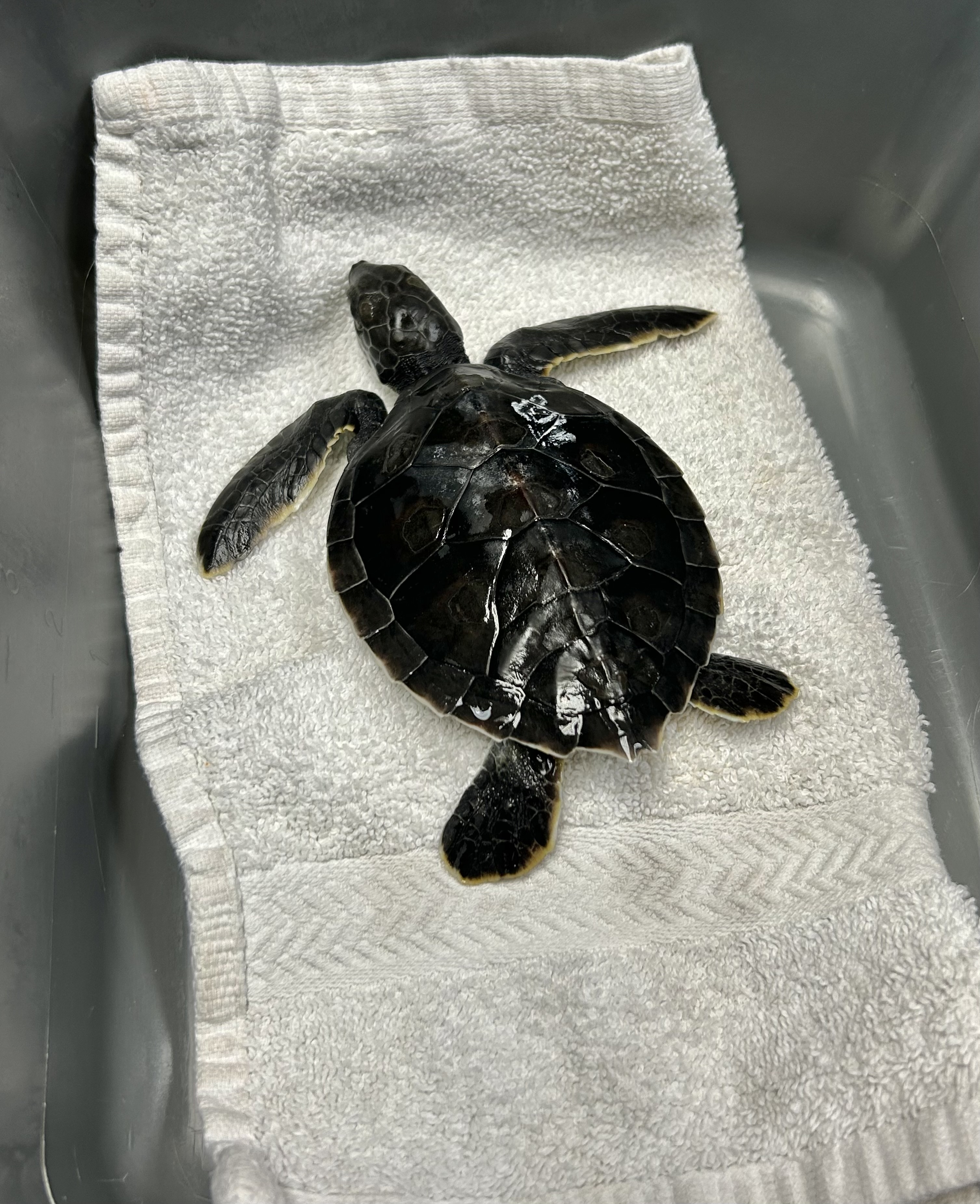 A sea turtle shown on a towel read to receive treatment.