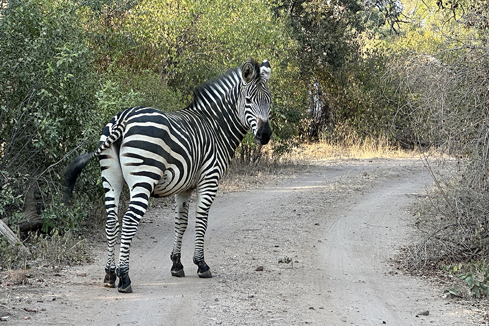 Zebra standing on a road