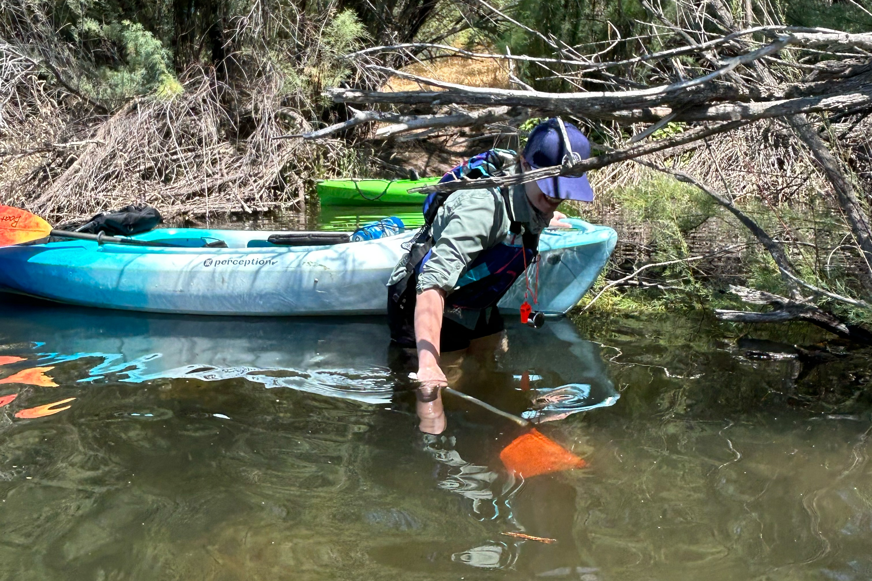 Danielle Keerbs Apple Snail Removal. Photo: Sathvik Nallagatla.