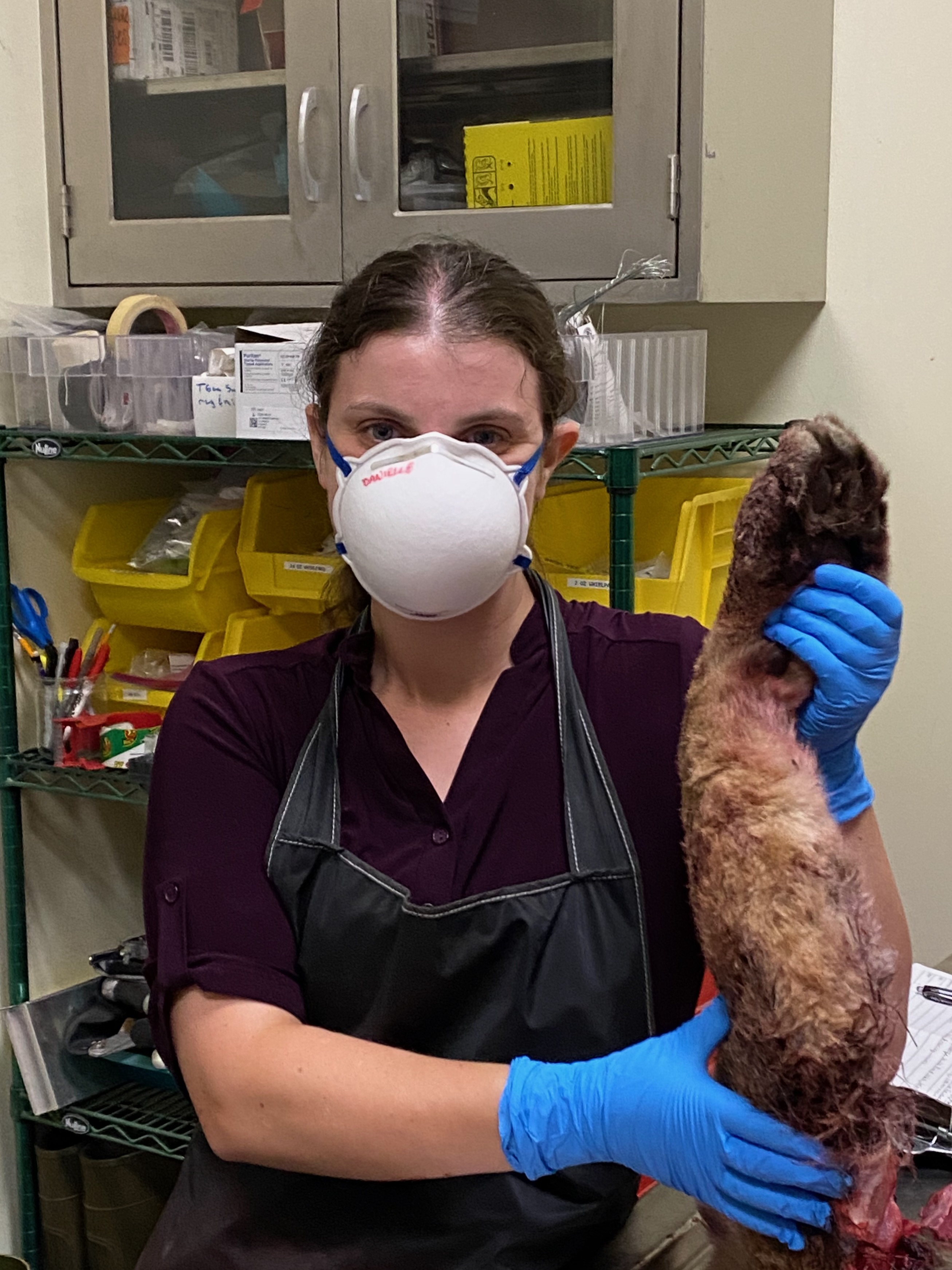 Performing a necropsy on a juvenile mountain lion. Photo: Sydney Cottingham, University of Florida DVM Class of 2025