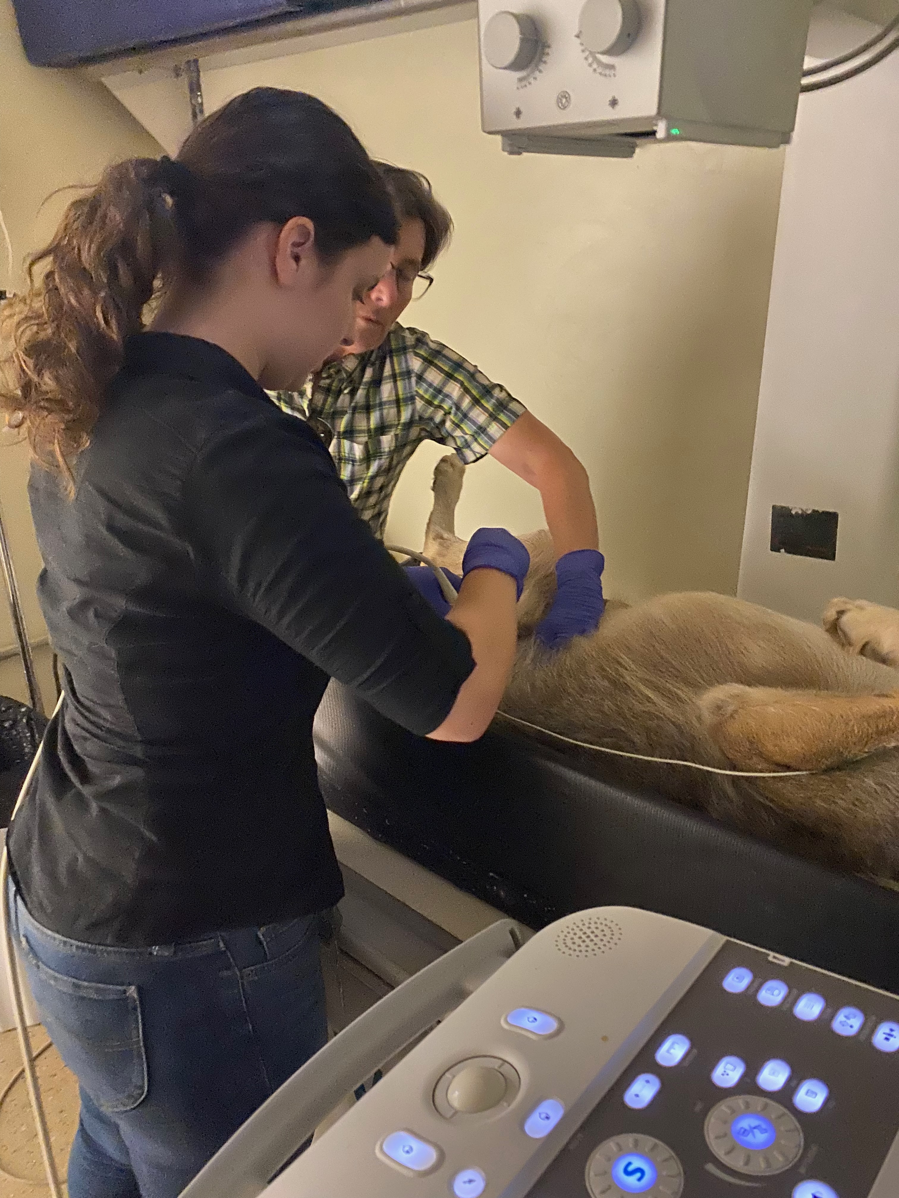 Performing an ultrasound-guided cystocentesis on a Mexican gray wolf under the direction of Dr. Anne Justice-Allen. Photo: Sydney Cottingham