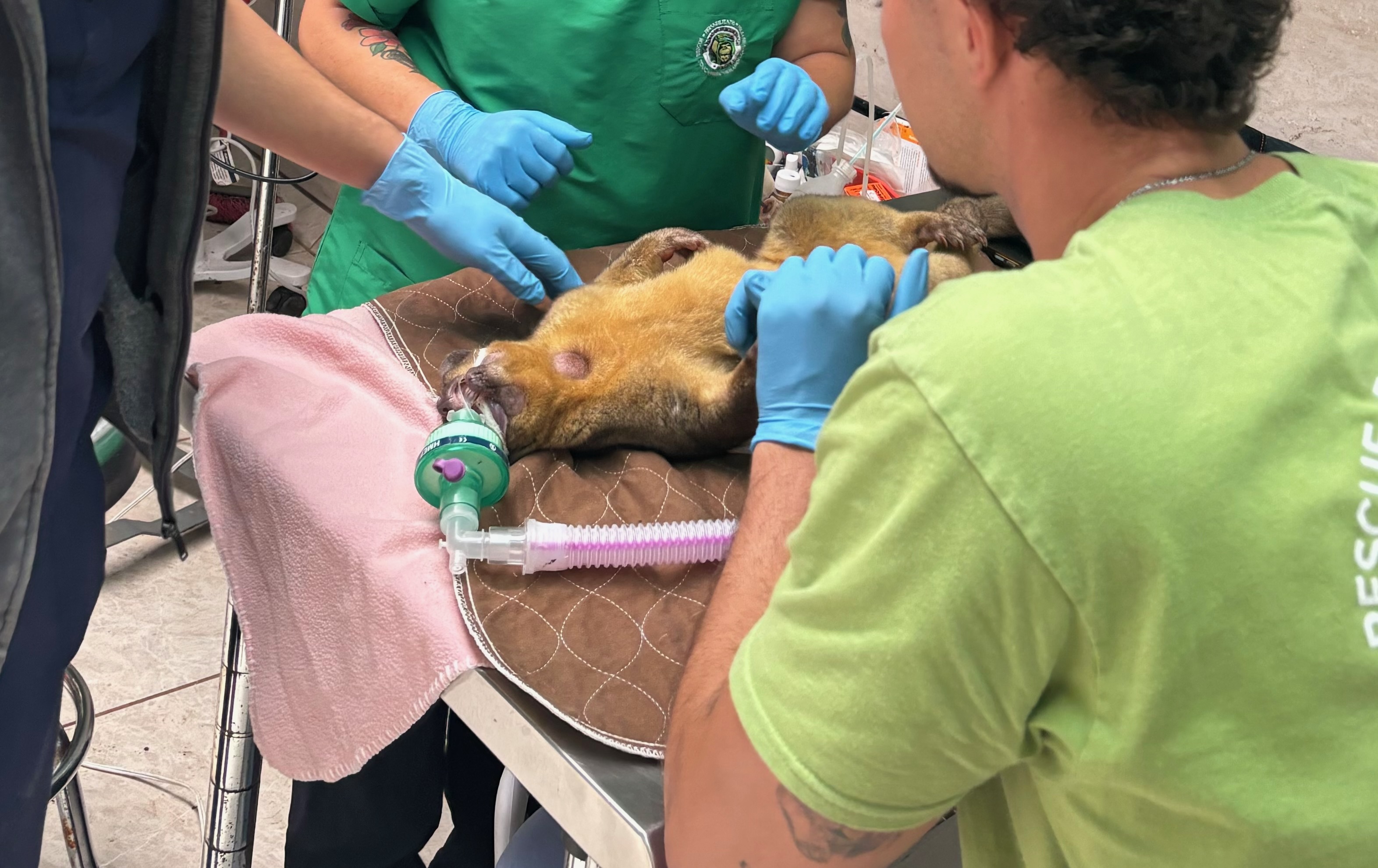 Discovering benign smooth muscle tumors in the uterus of a resident kinkajou. 