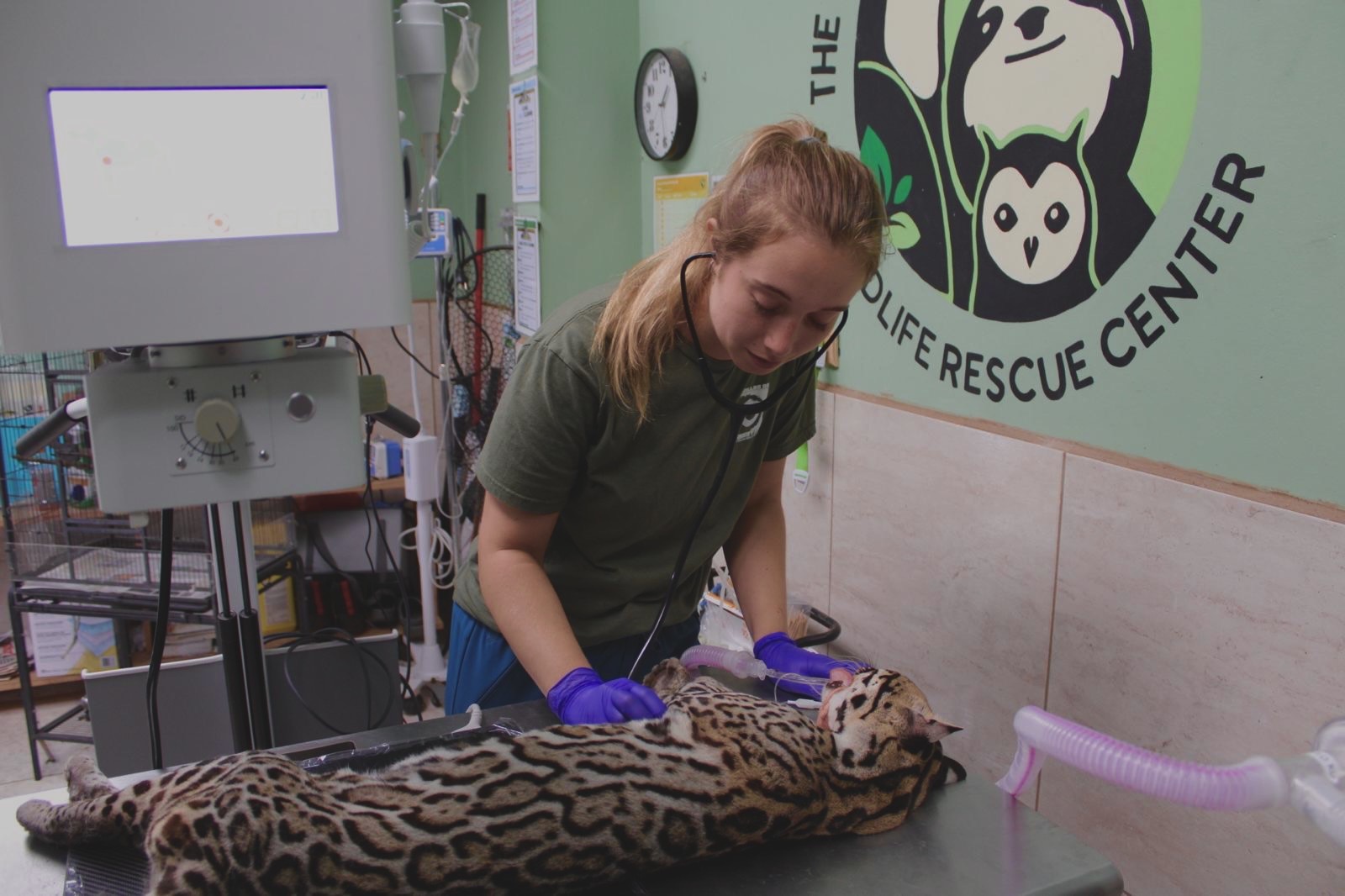 Resident ocelot, Felicia, after the removal of a decaying tooth.