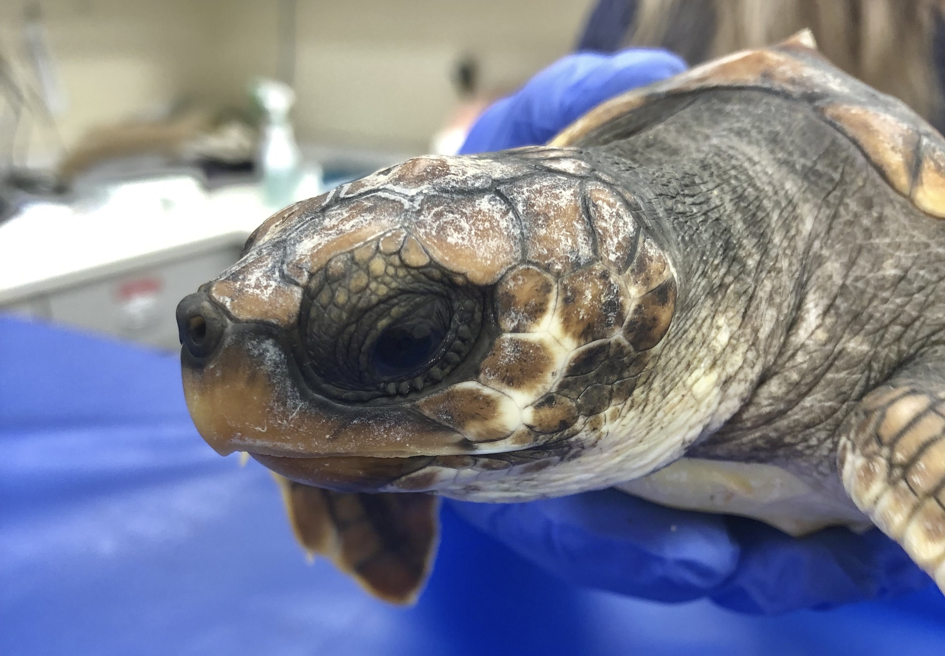 Examination of a juvenile loggerhead sea turtle.