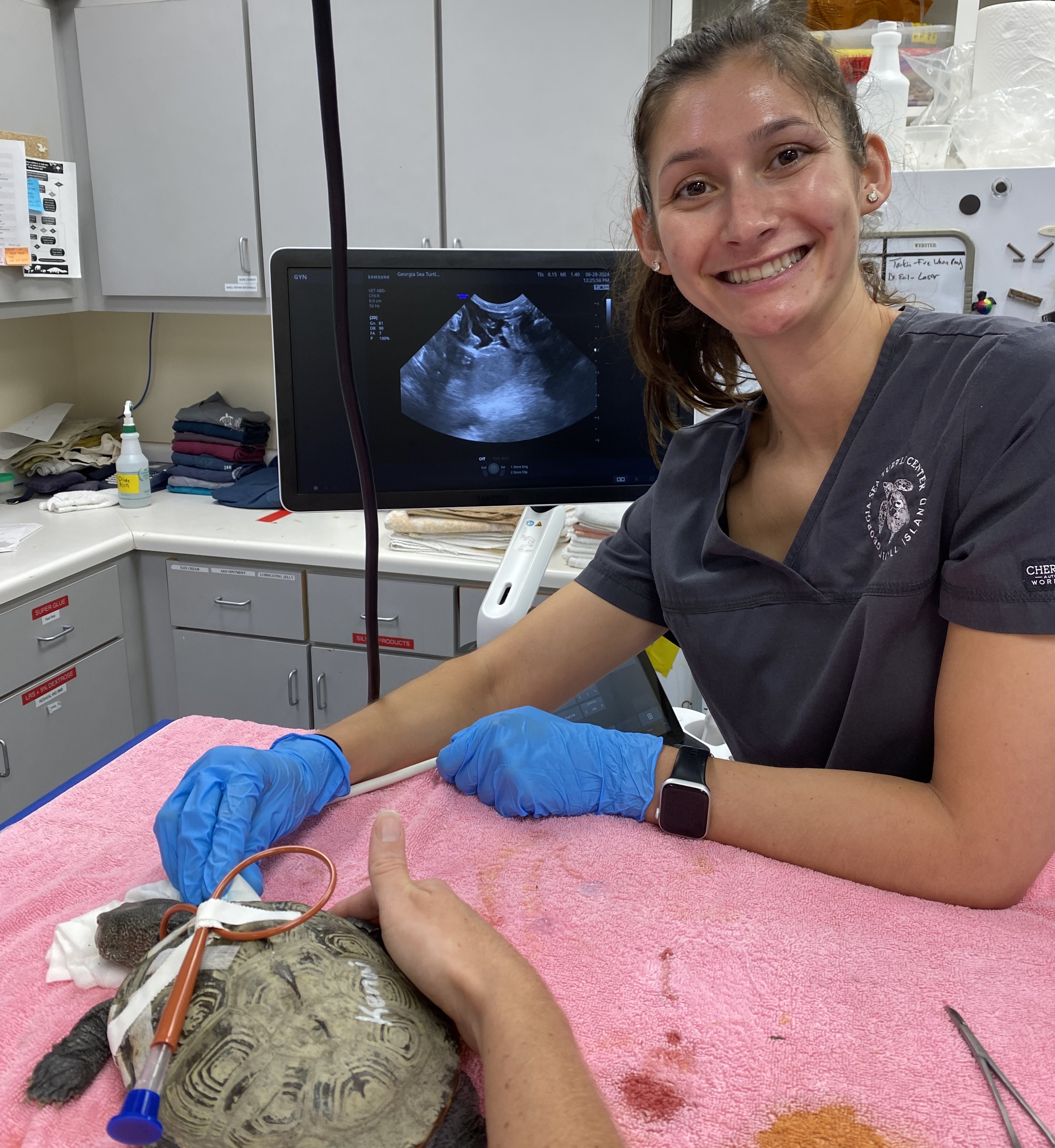 Ultrasonography of the diamondback terrapin’s heart following lower jaw surgery and esophagostomy tube placement.