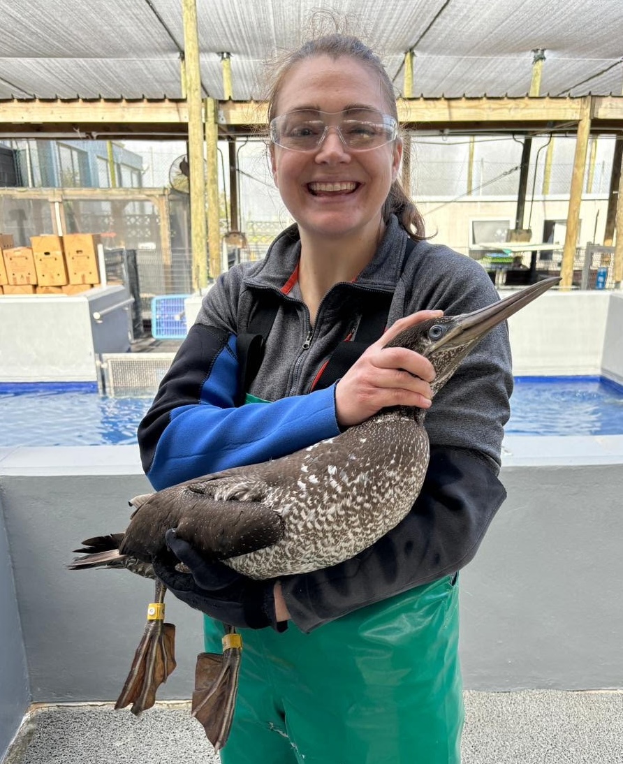 Student holding a Cape gannet for removal of tags and the placement of rings prior to release