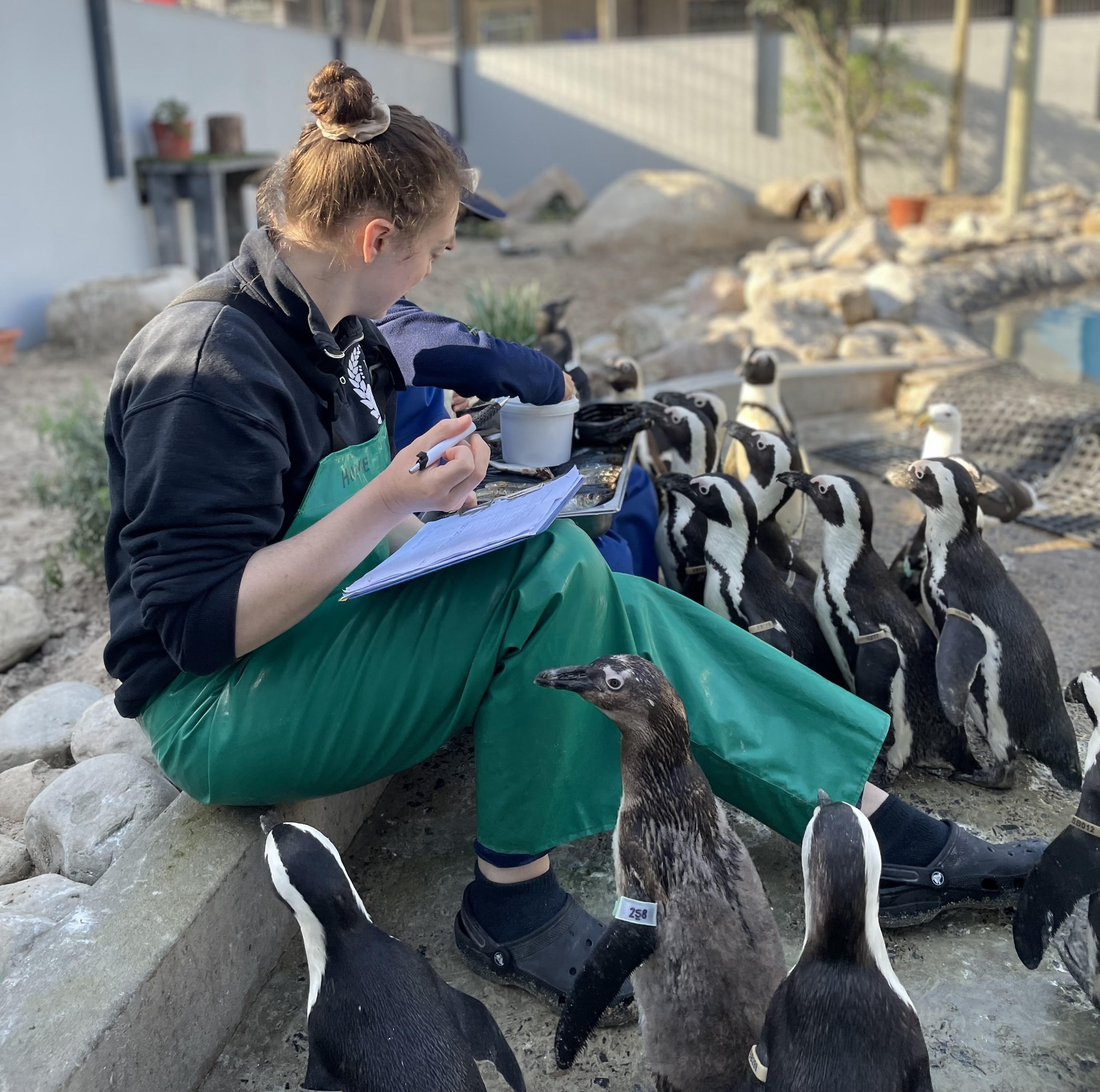 Student surrounded by penguins, helping to track which birds eat during a feeding