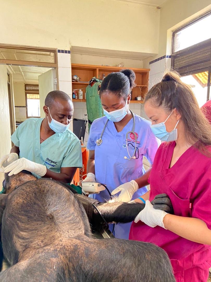 Taking a blood pressure reading from  a chimpanzee under anesthesia at Ngamba Island Chimpanzee Sanctuary.