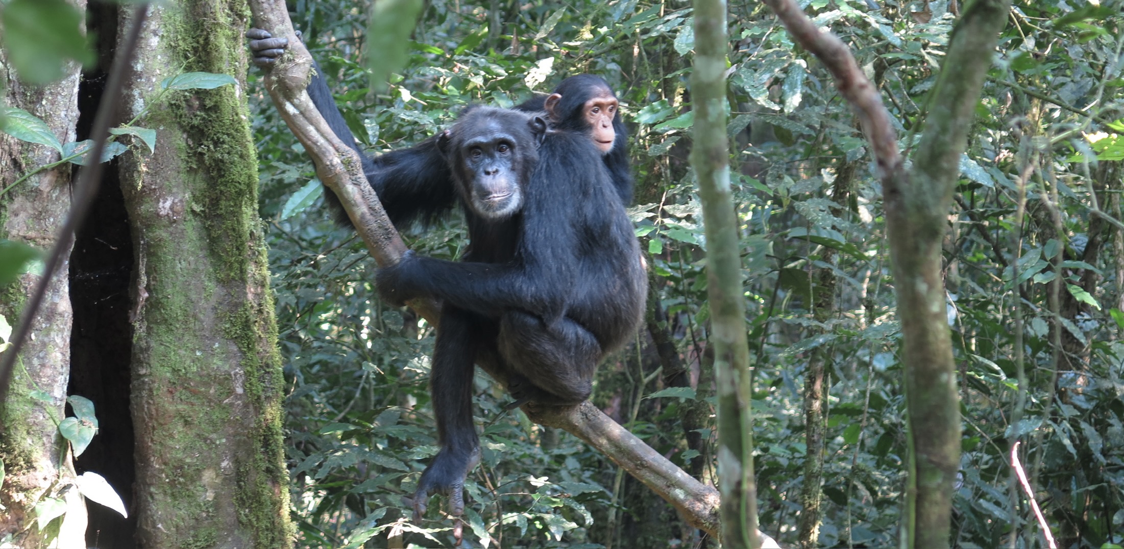 A mother and infant chimpanzee monitored by KCP in Kibale National Park. Photo: Julian Bement