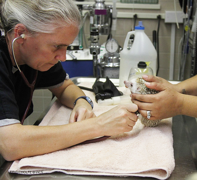 Dr. Sue Bartlett examining a hedgehog