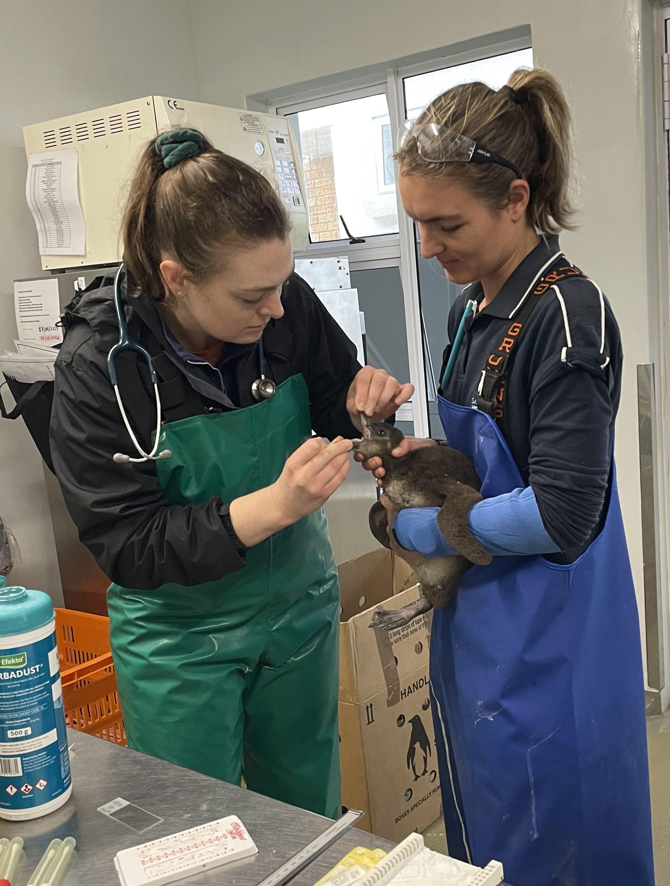 Student examining an African penguin chick as a part of the bird’s admission