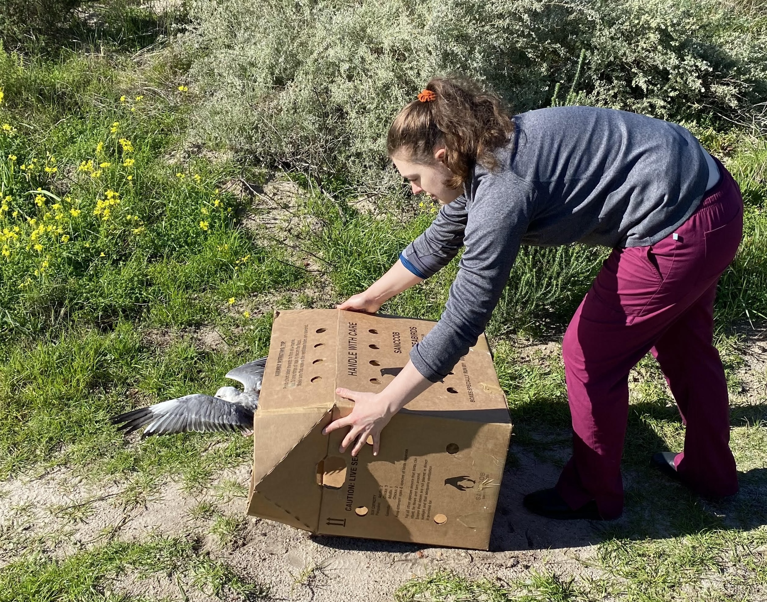 Student releasing Harlaub’s gulls