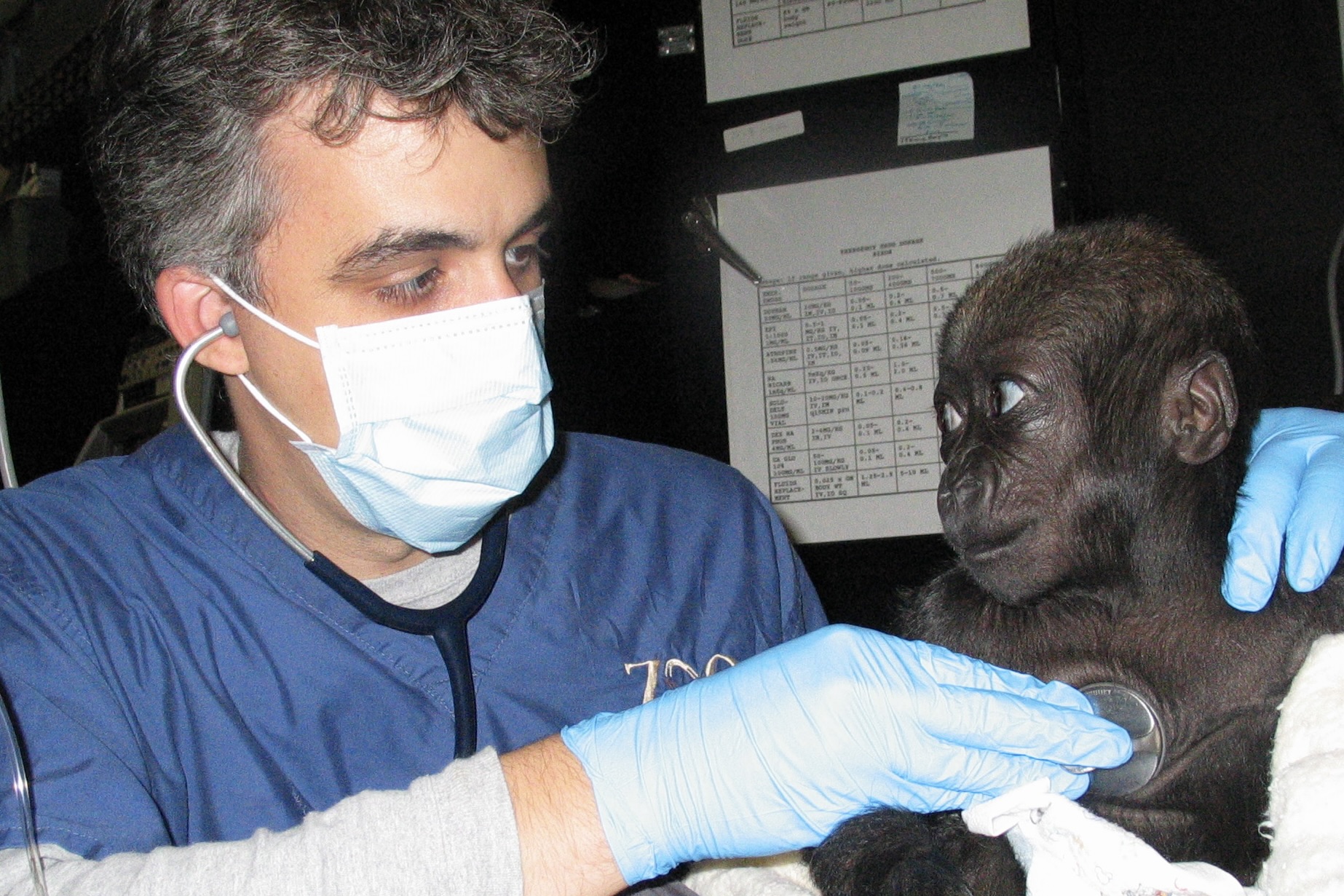 Dr. Eric Baitchman examines a baby primate 