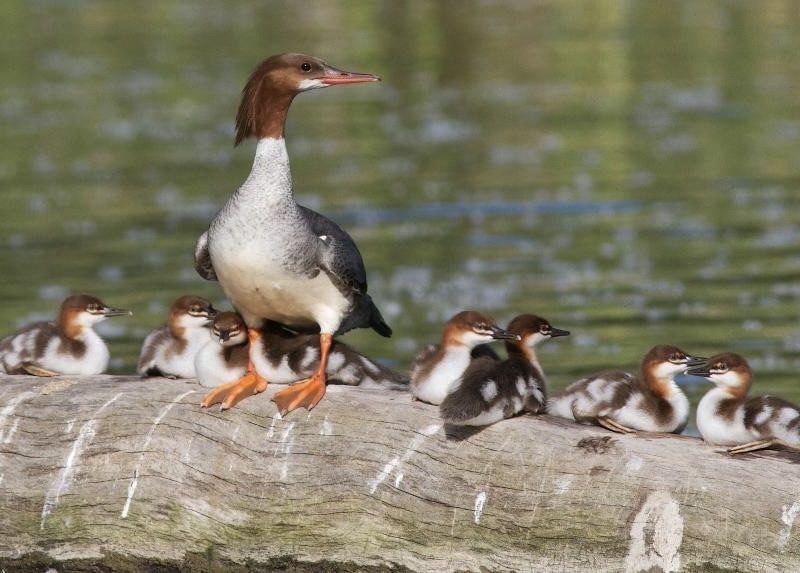 Merganser ducks sitting on a log near the water