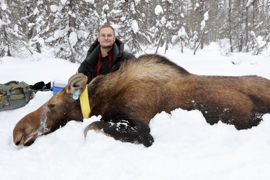 Dr. Ben Jakobek with anesthetized moose