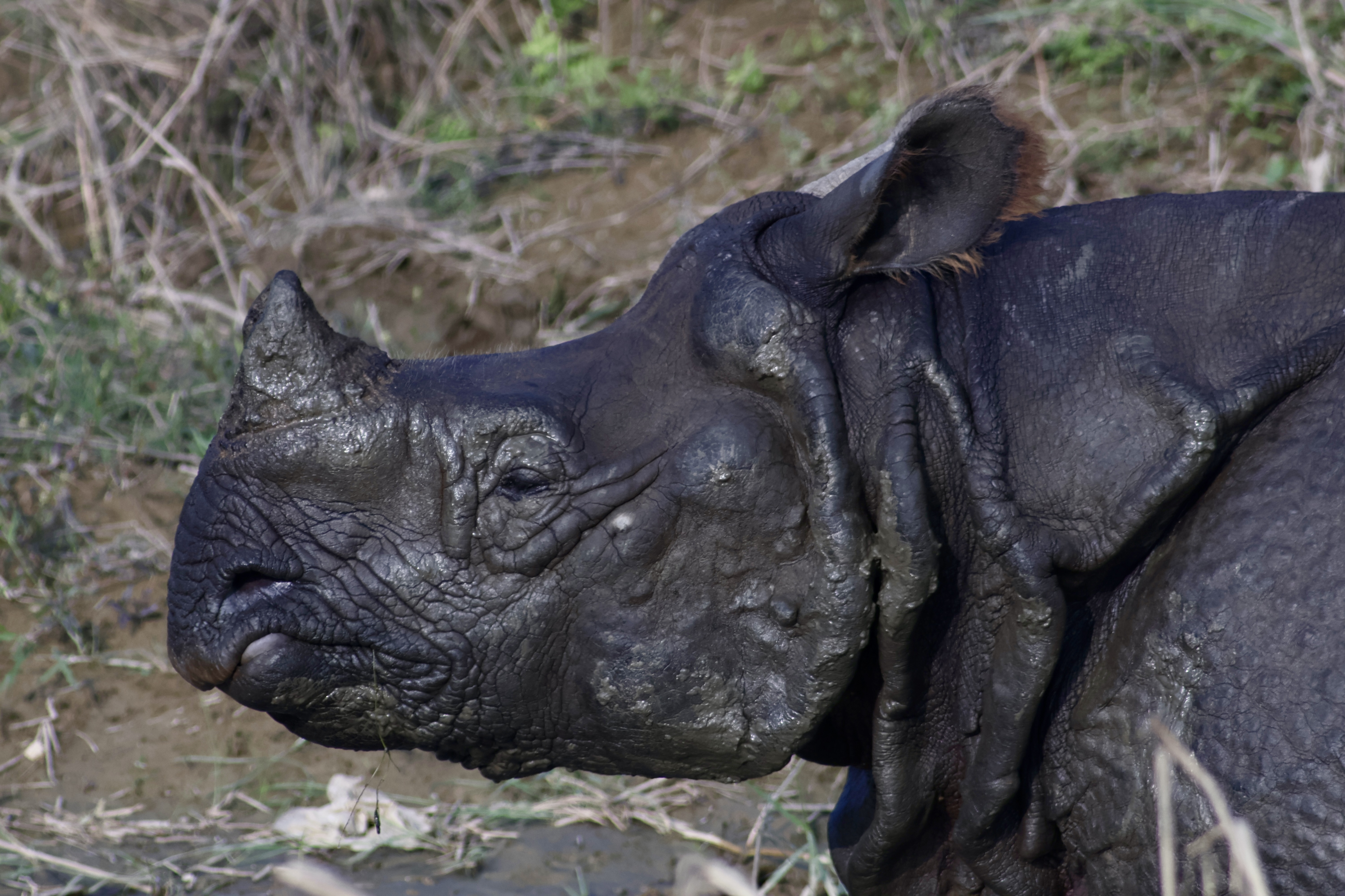 A greater one horned rhino takes a swim in Nepal