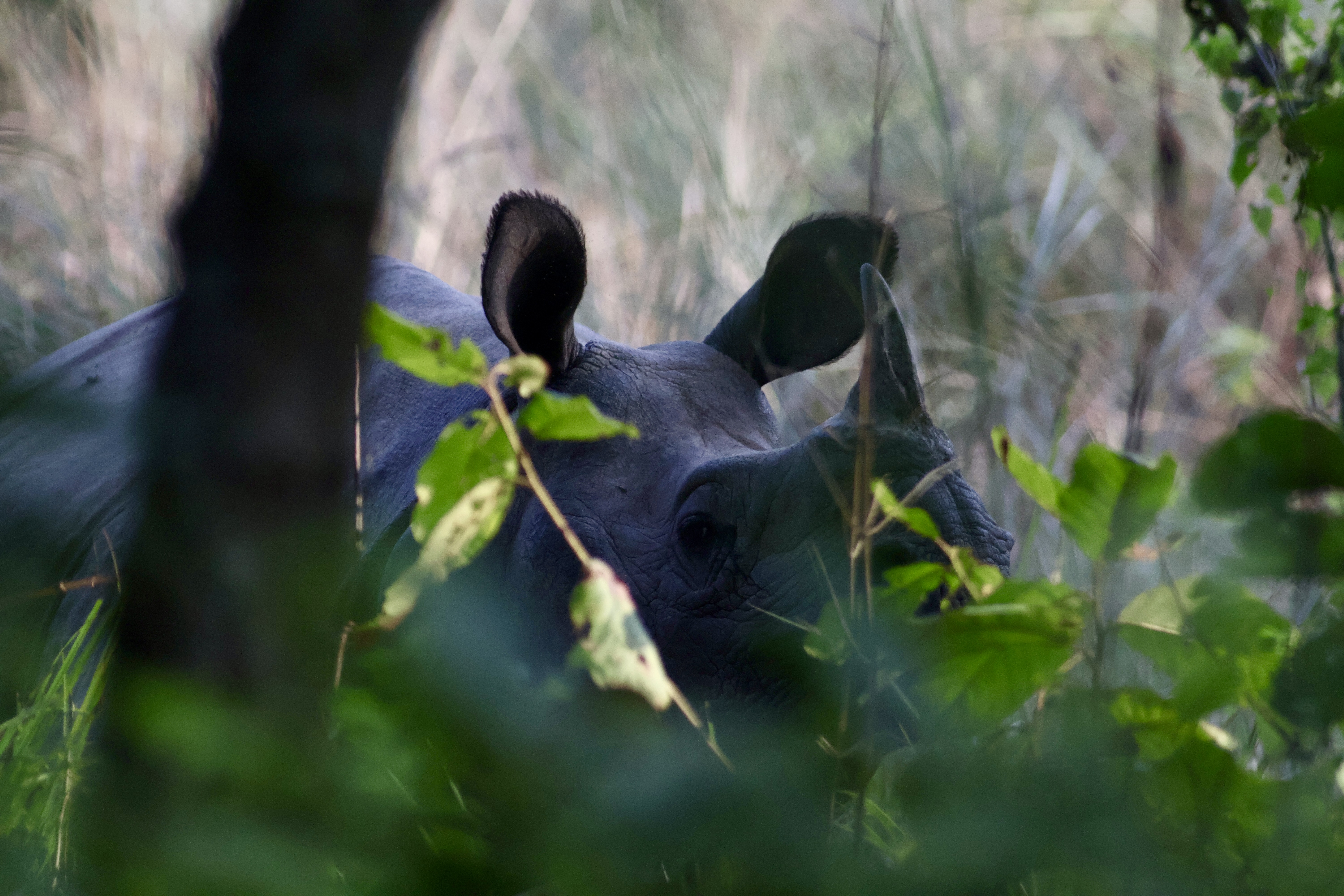 A greater one horned rhino viewed through the bushes