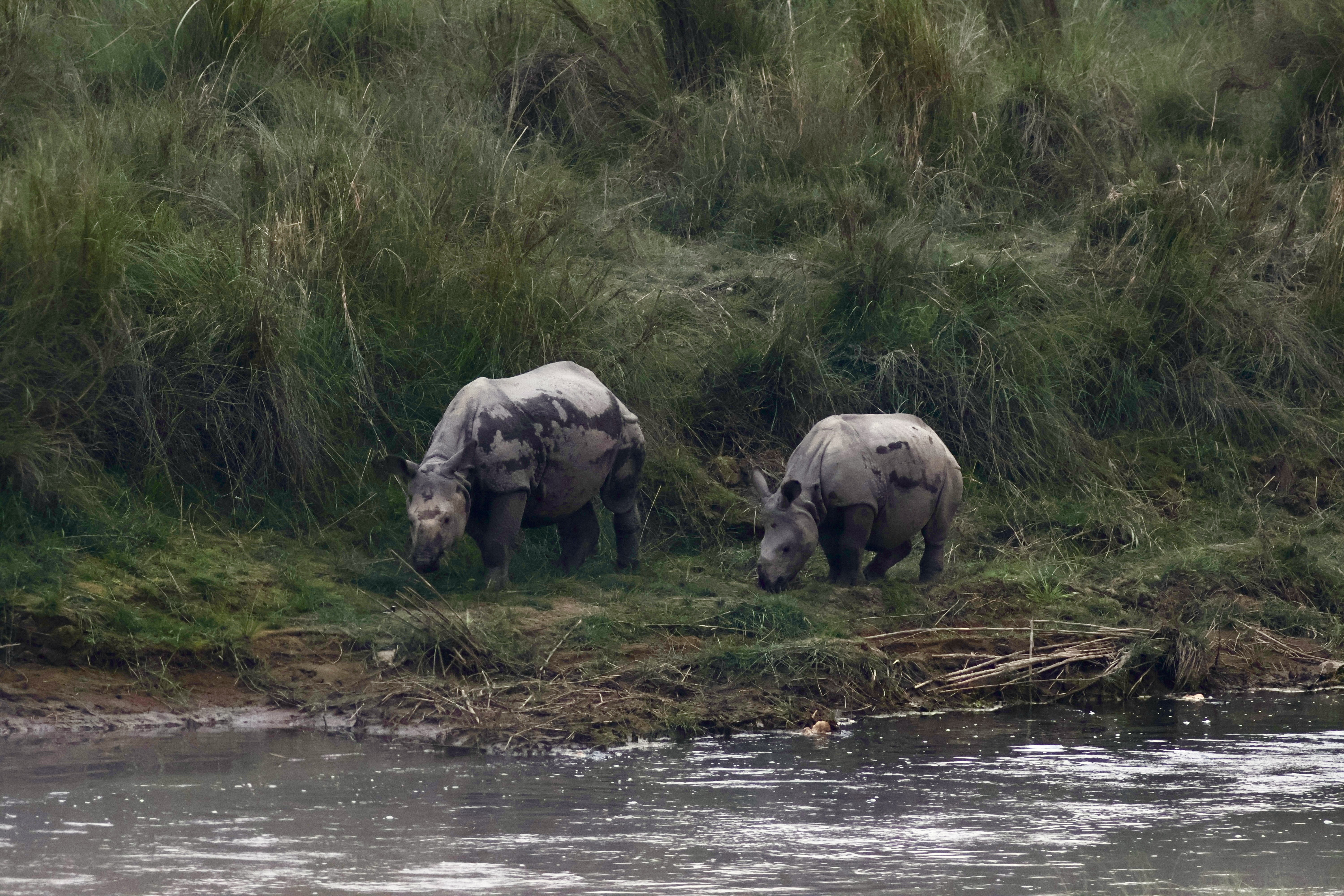 A pair of greater one horned rhinos browsing at the waters edge