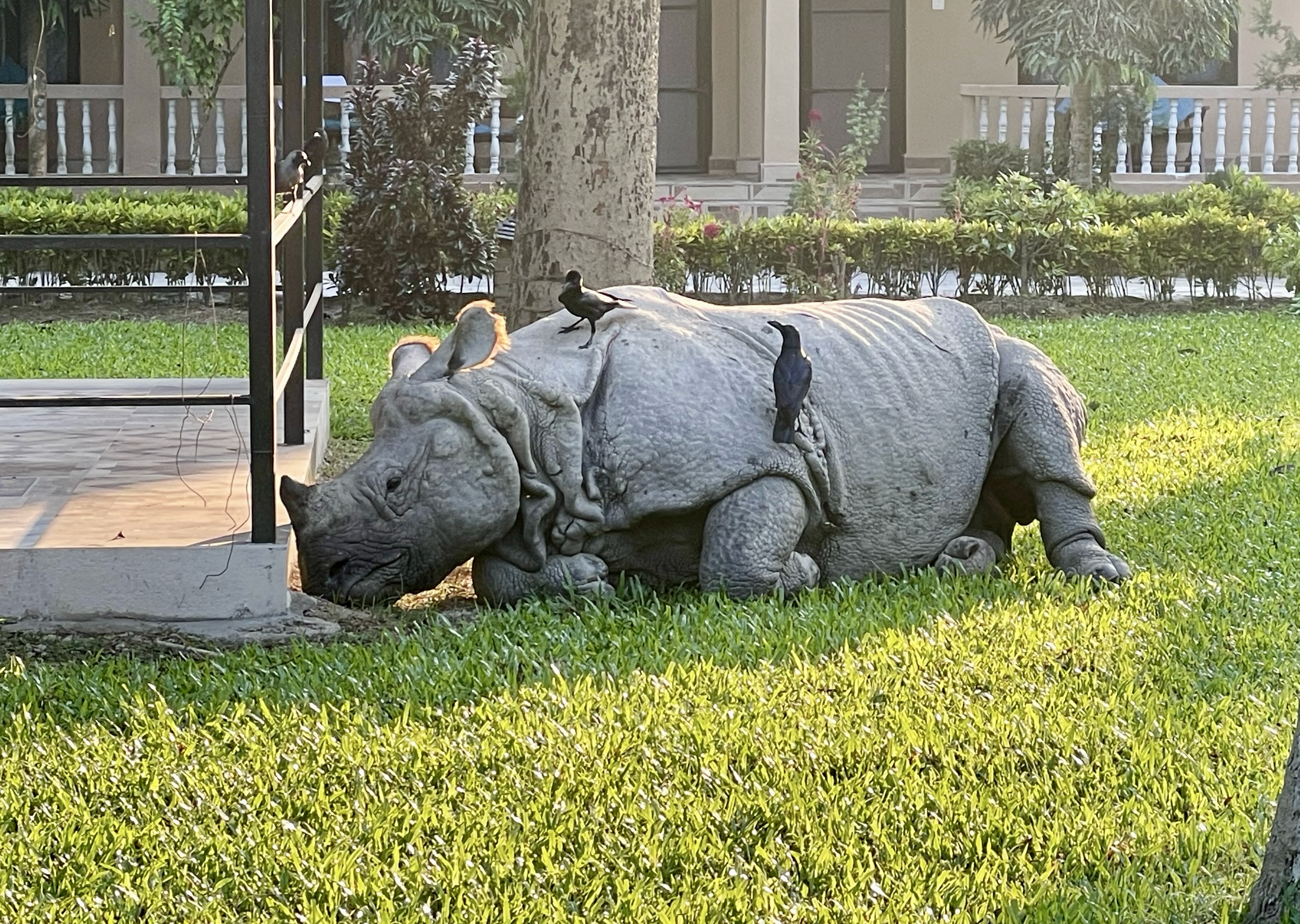 a black rhino laying in a park lawn with birds on its back
