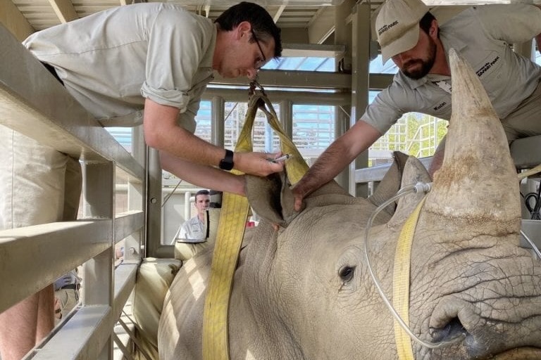 Dr. Matt Marinkovich examining a rhinoceros