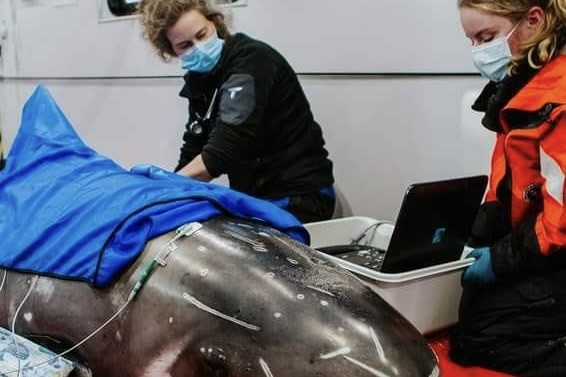 Dr. Mueller examining a Rissos dolphin
