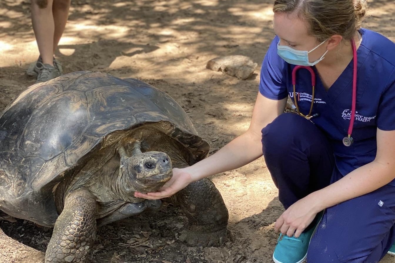 Dr. Tatiana Weisbrod examining a tortoise