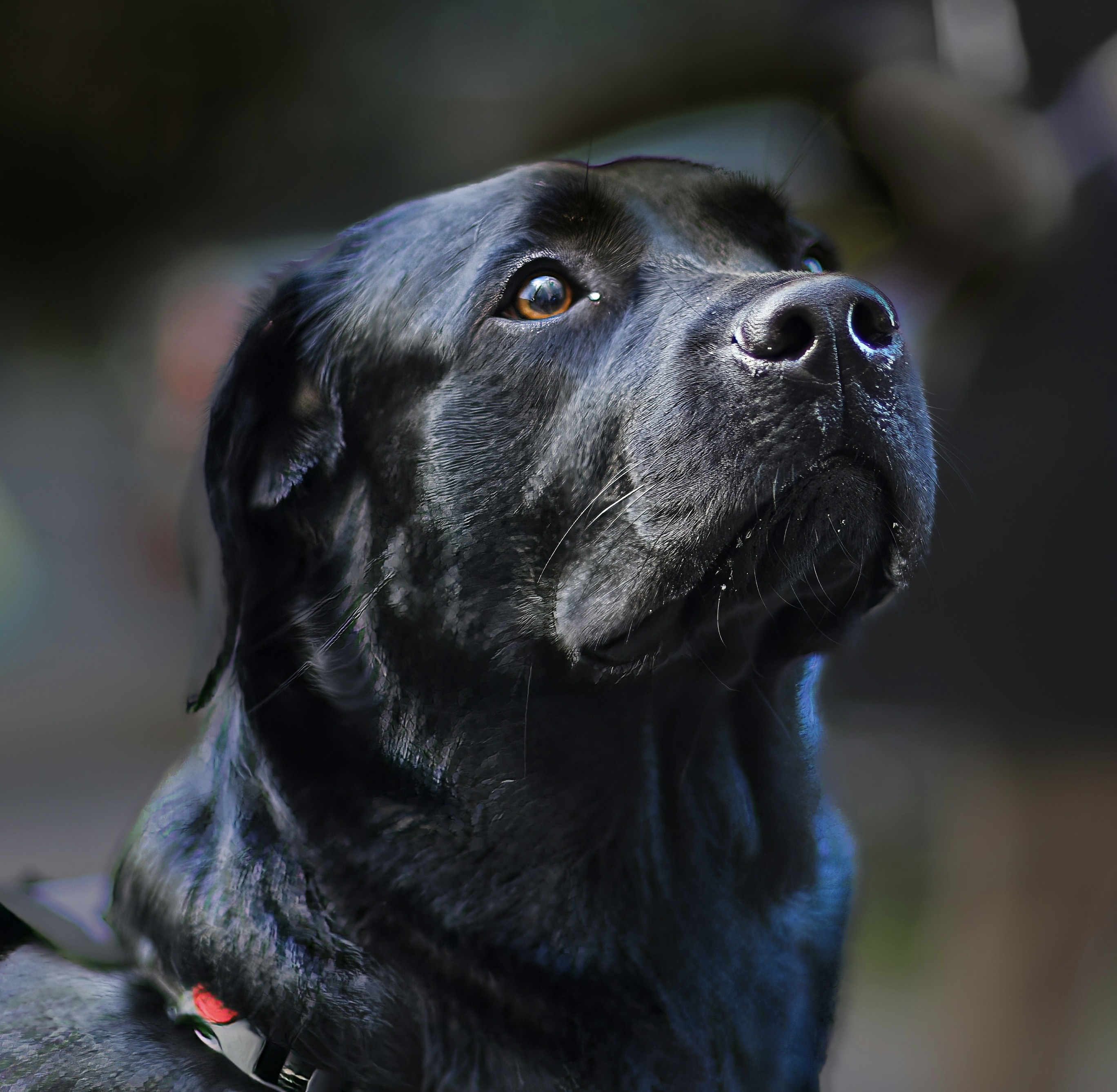 A dog sniffing