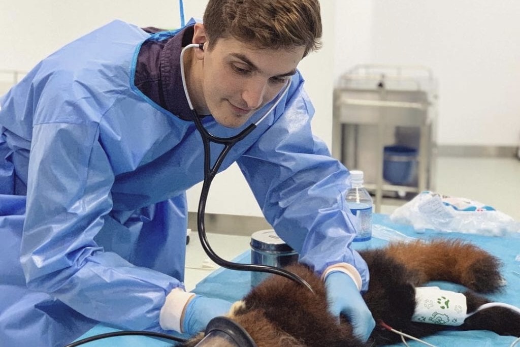 Dr. Zachary Dvornicky-Raymond examining a red panda