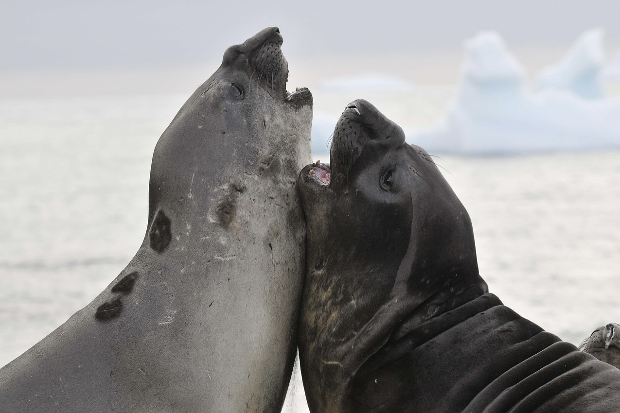 Two elephant seals
