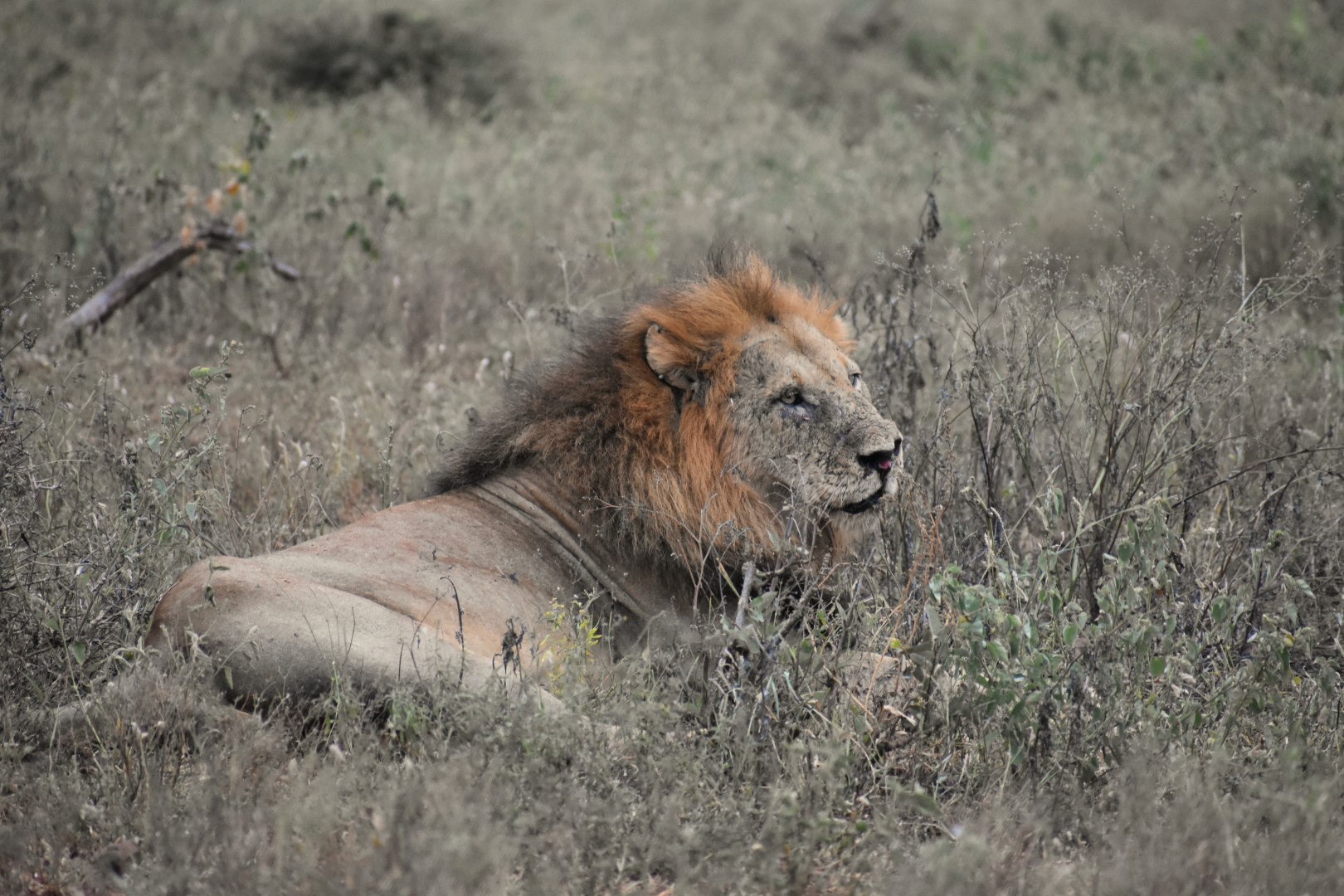 A lion laying in the grass