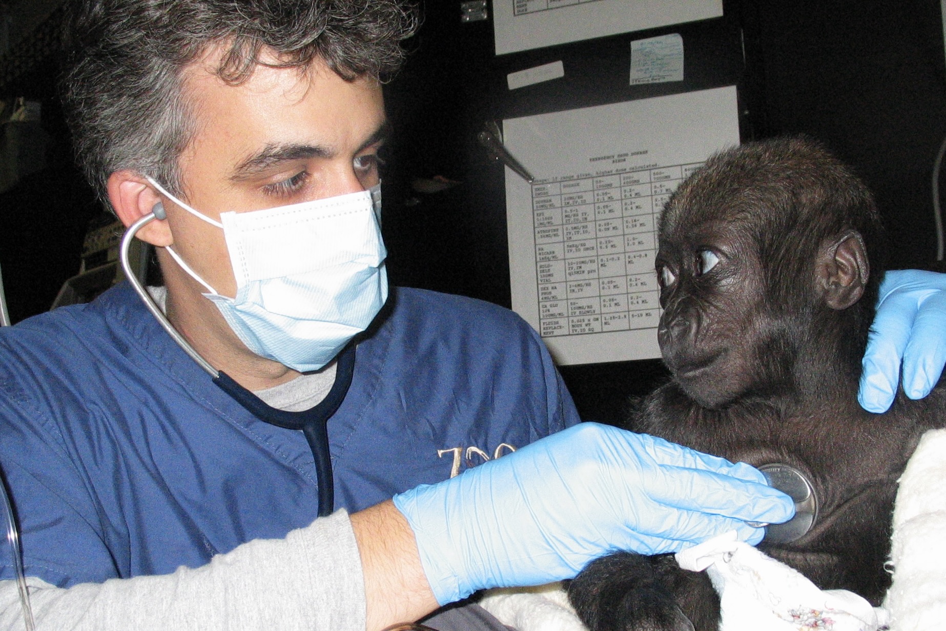 Vet examining a primate