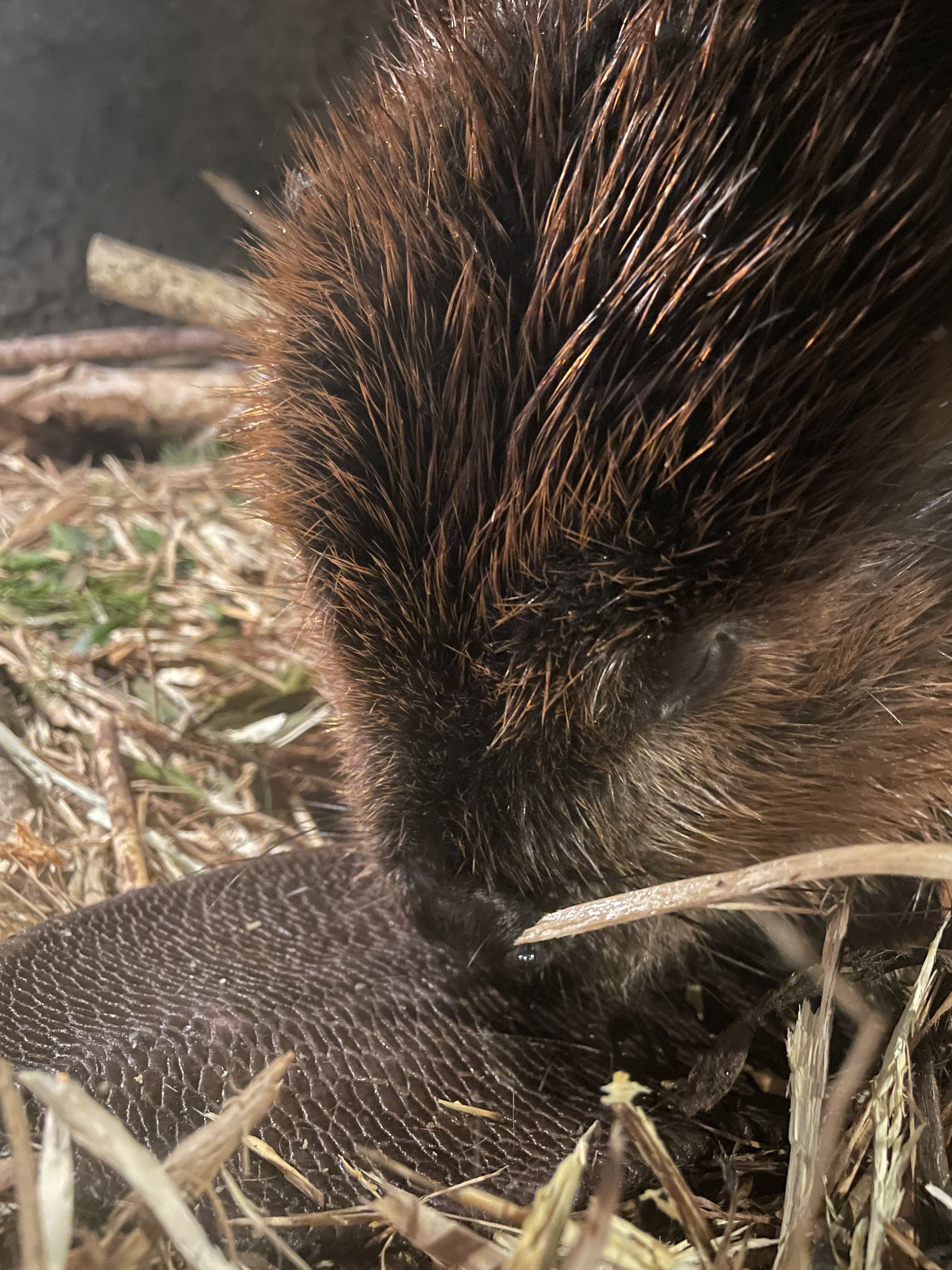 North American beaver recovering from anesthesia in her den after a dental procedure and lameness evaluation. 