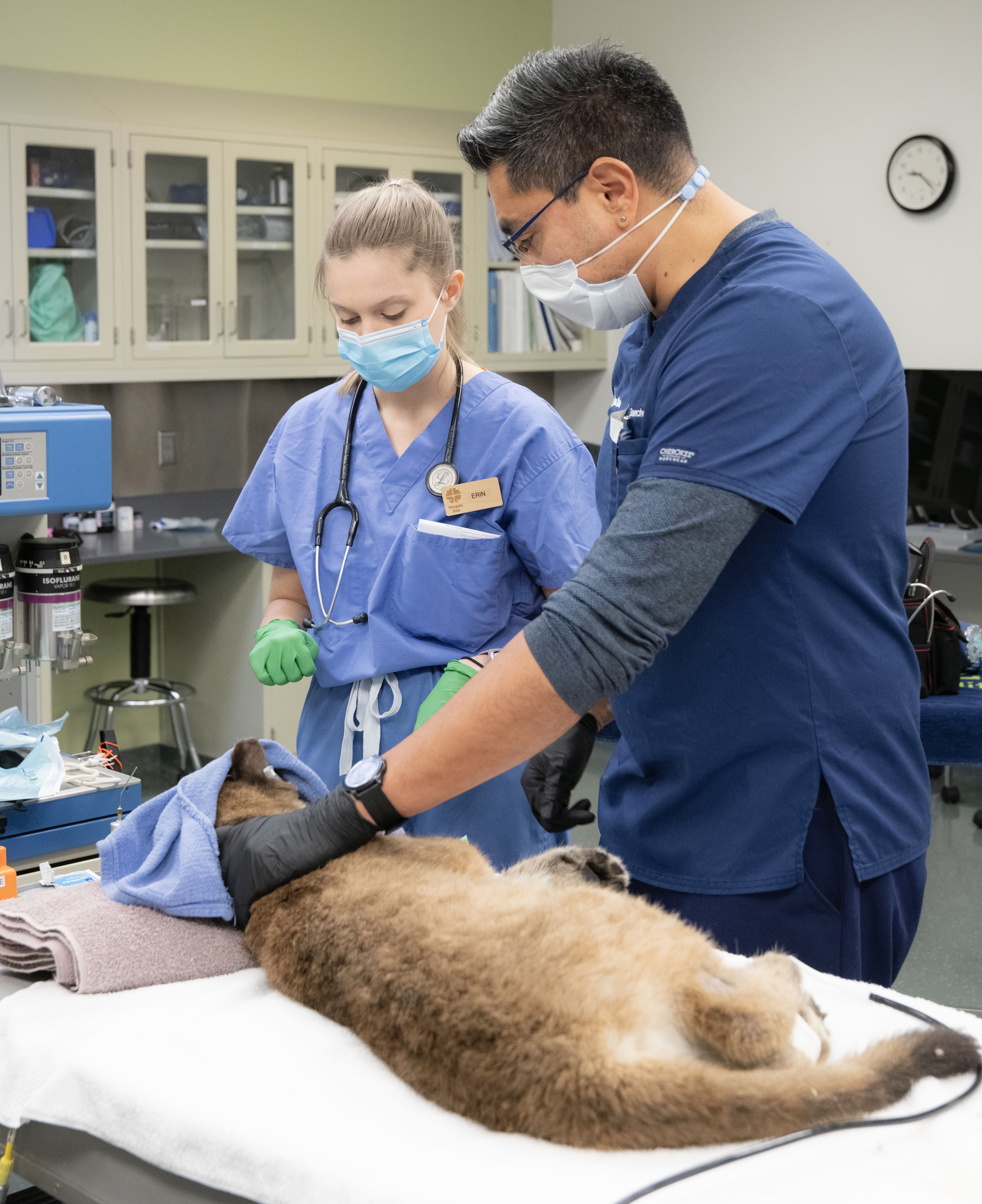 Working with head veterinarian Dr. Carlos Sanchez to perform an intake examination on an anesthetized orphaned cougar cub. Photo: Michael Furham