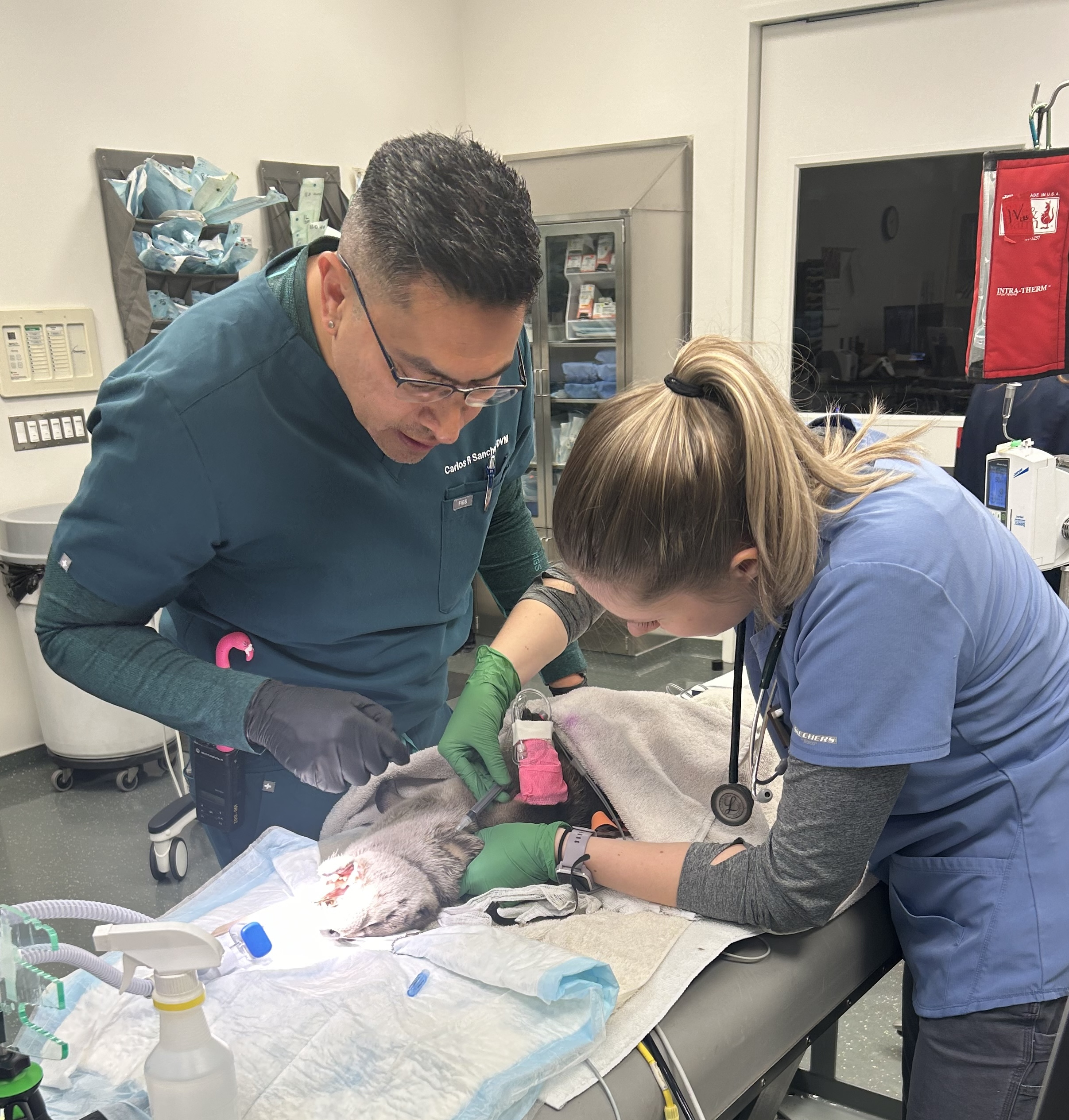 Working with head veterinarian Dr. Carlos Sanchez (left) to collect blood from a North American river otter anesthetized for a dental procedure. Photo: Tina Batek