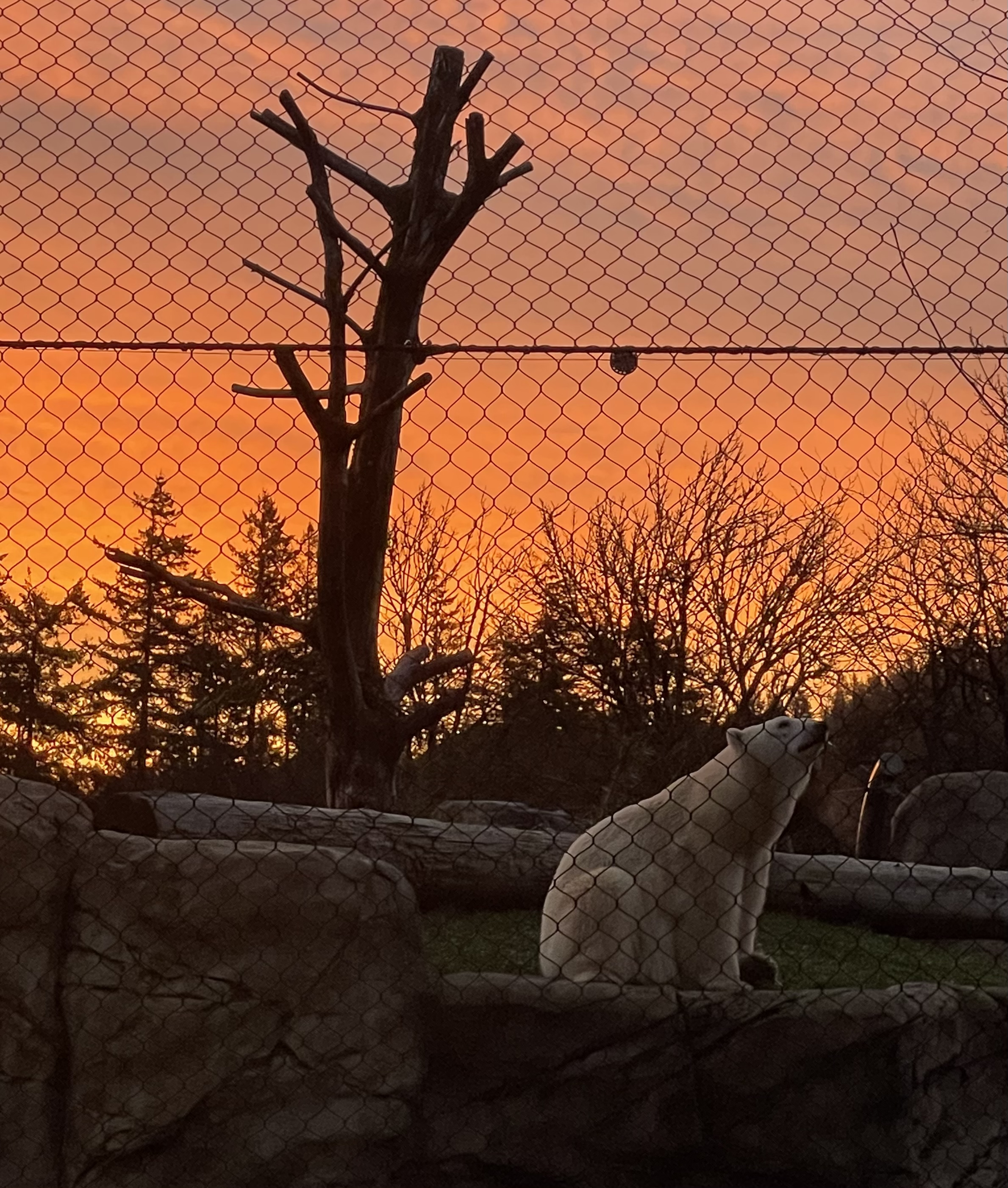 A polar bear at sunrise at Oregon Zoo.